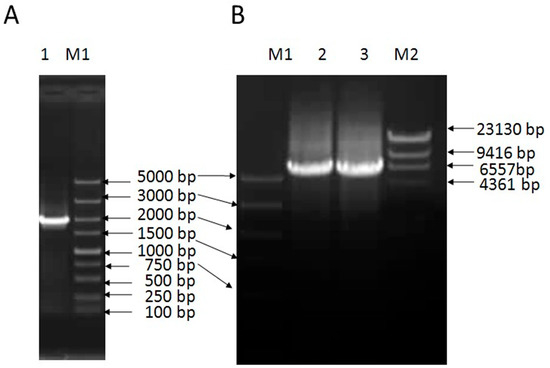 Télécharger gratuitement Images Ijms April 2018 Browse Articles le plus cool salutations