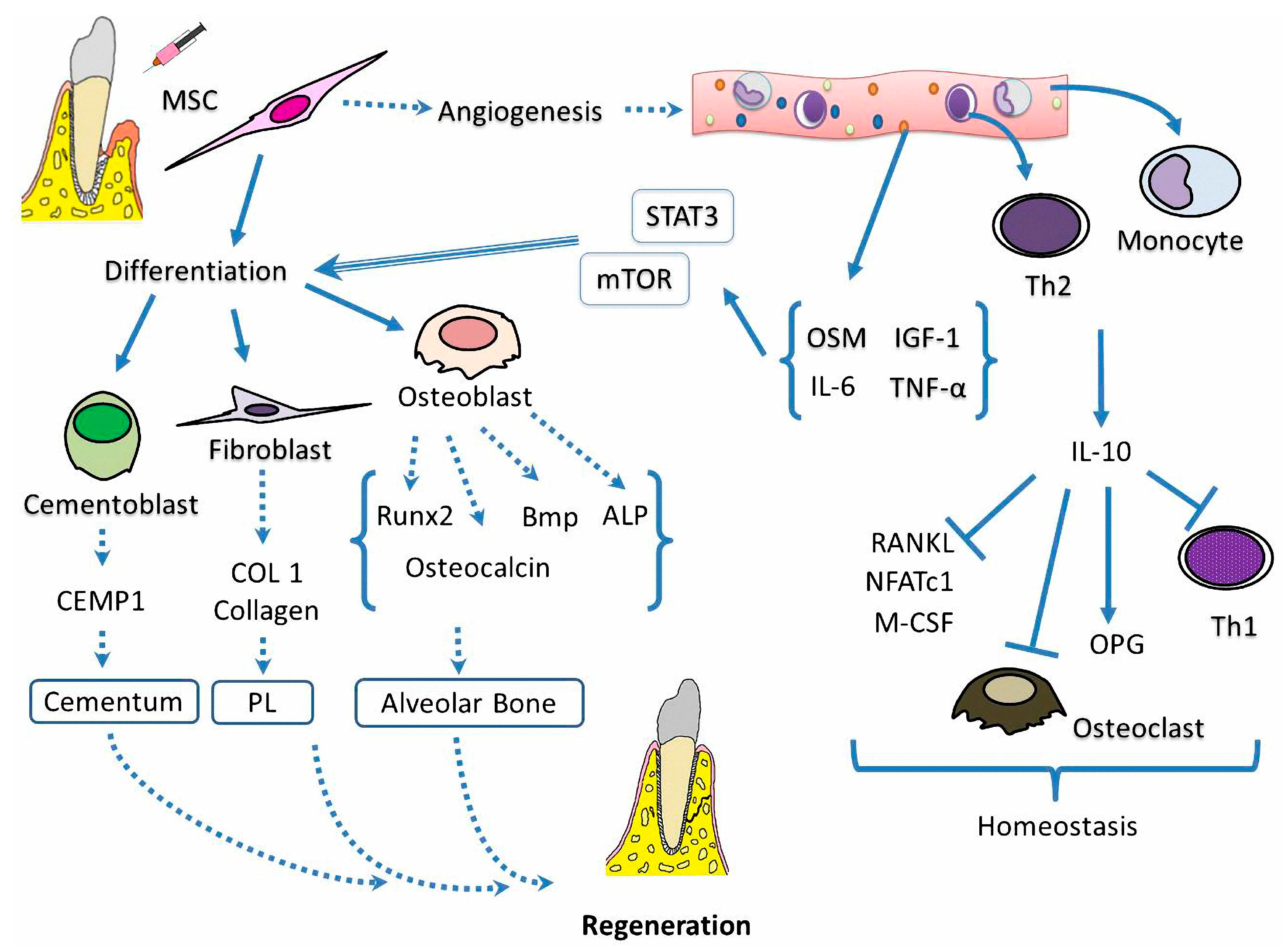 Ijms 19 00944 g004 550