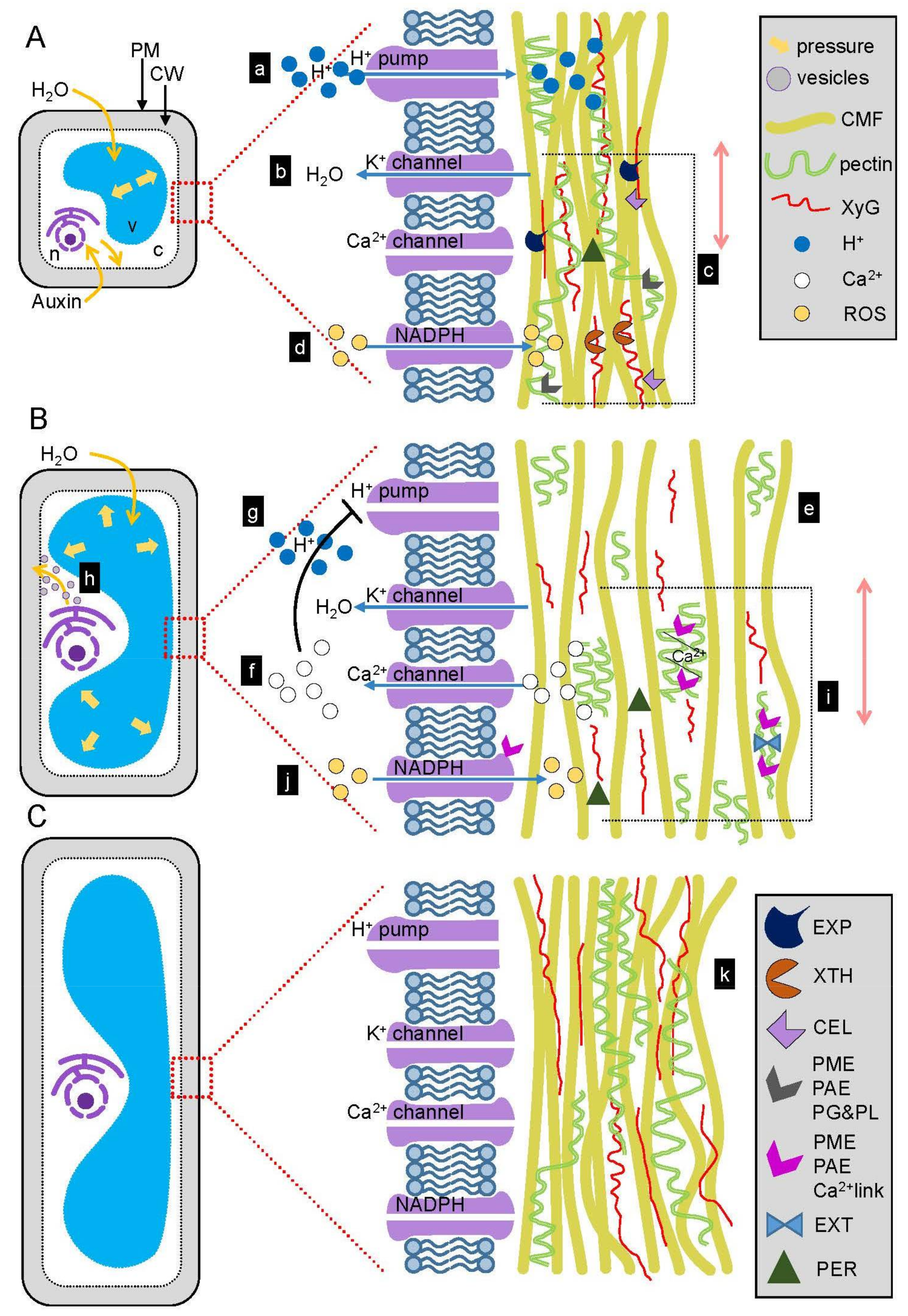 Plant Cell Reports Author Guidelines / Cell Reports Cover / Check spelling or type a new query.