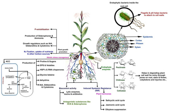 Plant Nutrient Interaction Chart