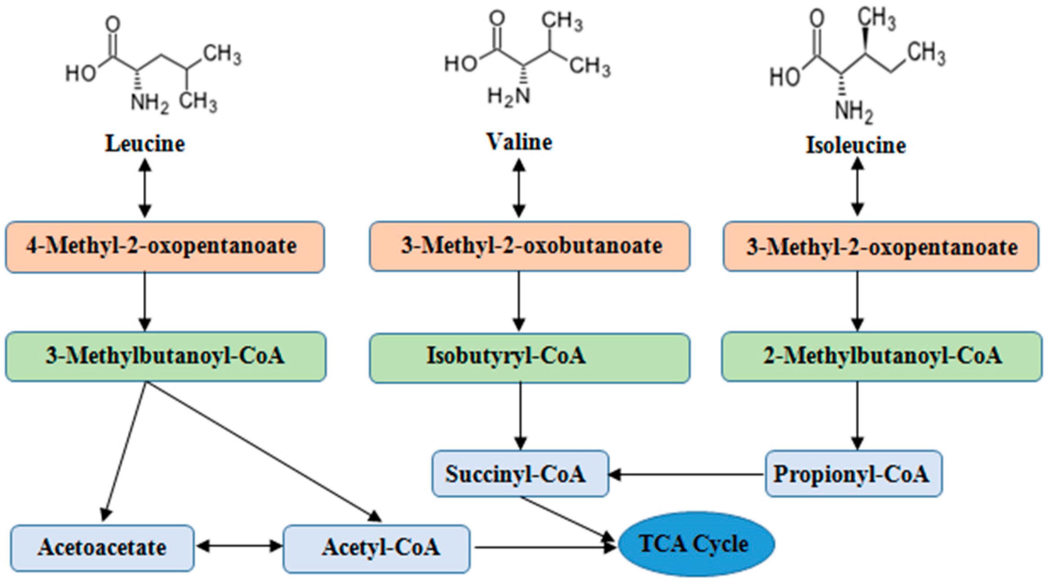 Branched-chain amino acids