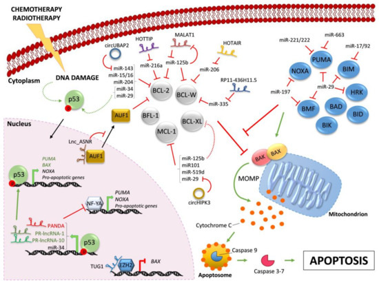Ijms Free Full Text Micro Economics Of Apoptosis In Cancer Ncrnas Modulation Of Bcl 2 Family Members Html