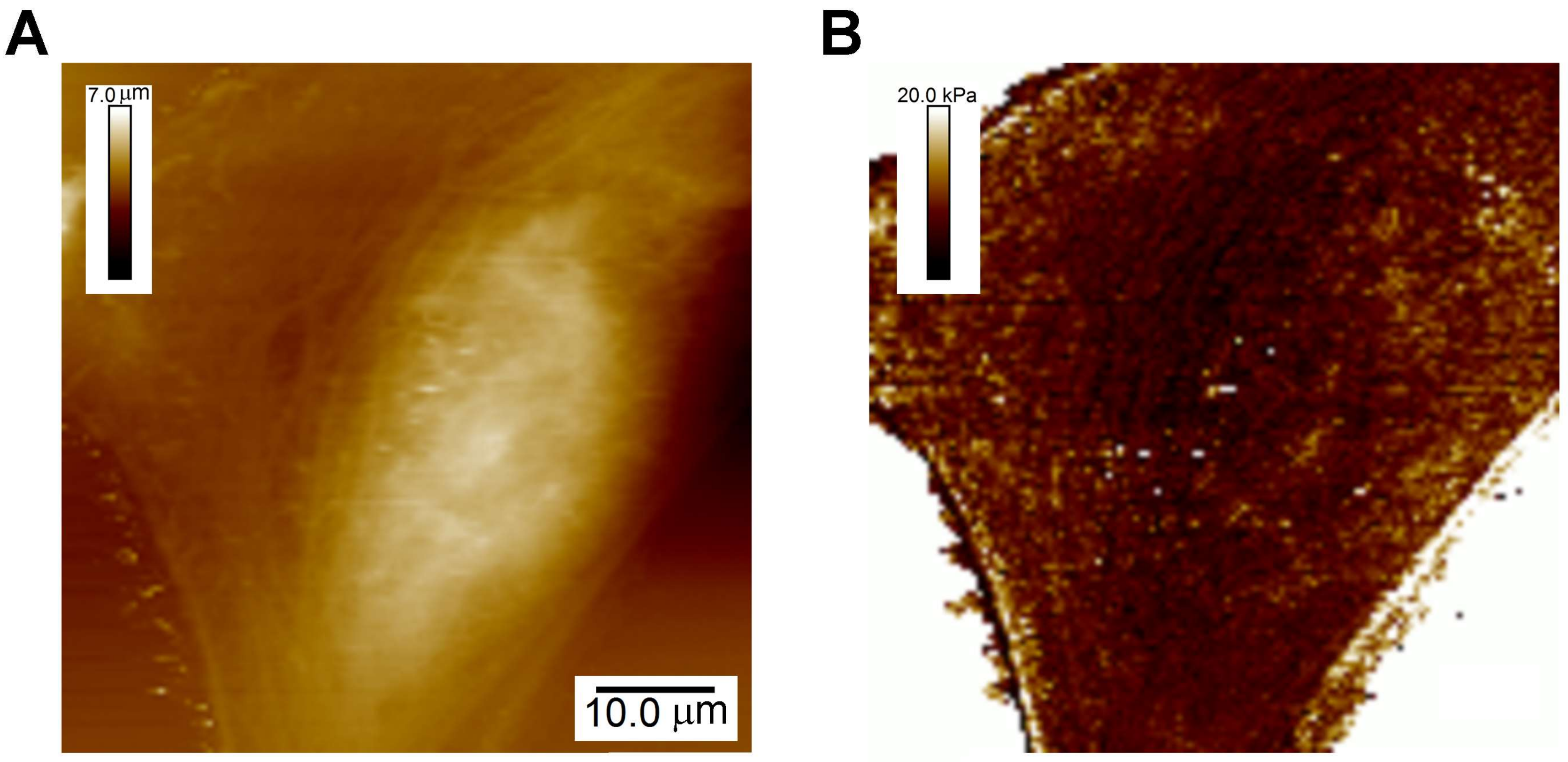 Ijms 19 00960 g002