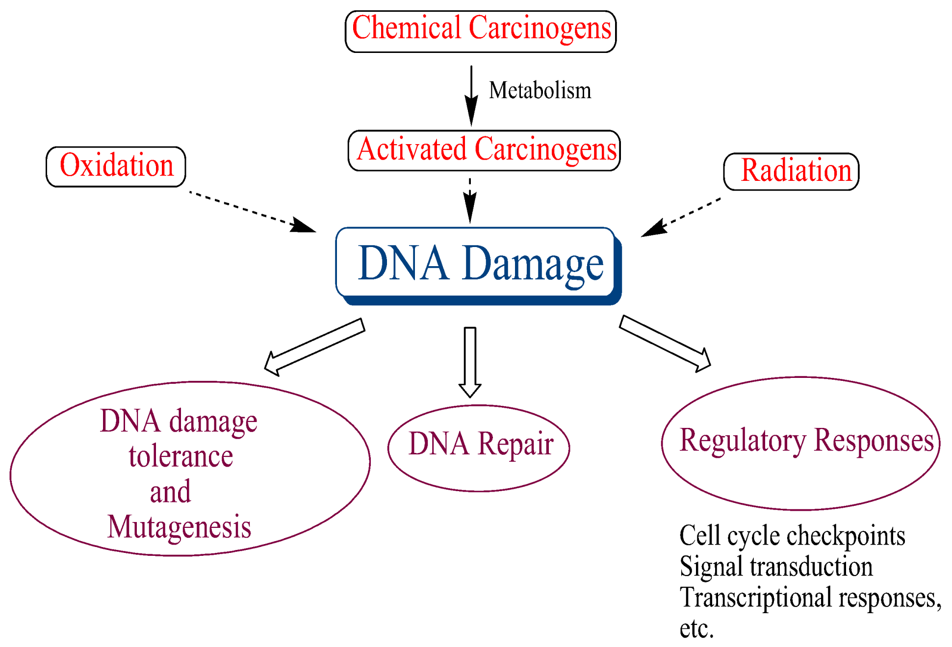 Ijms Free Full Text Dna Damage Mutagenesis And Cancer Html