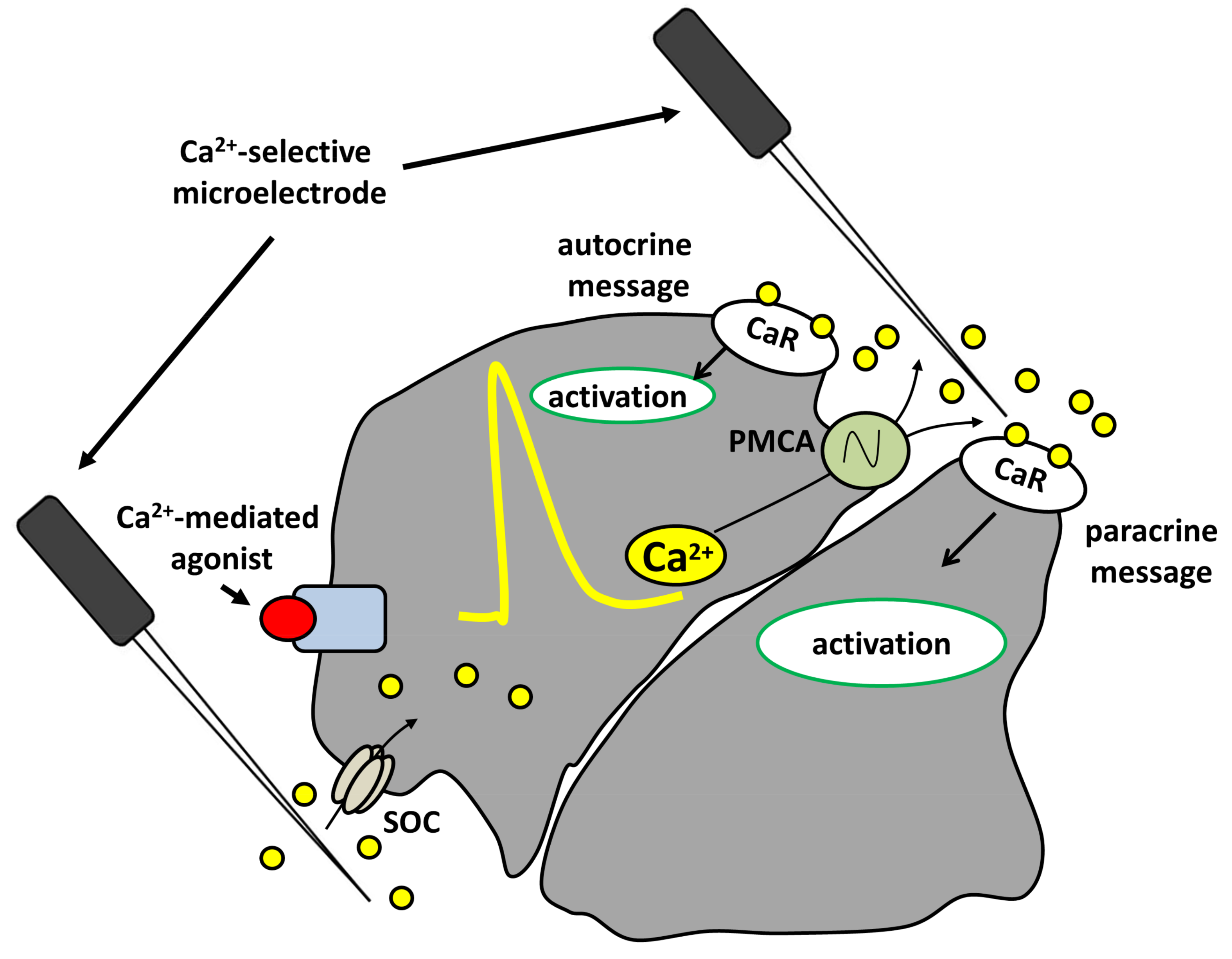 IJMS | Free Full-Text | The Different Facets of Extracellular 