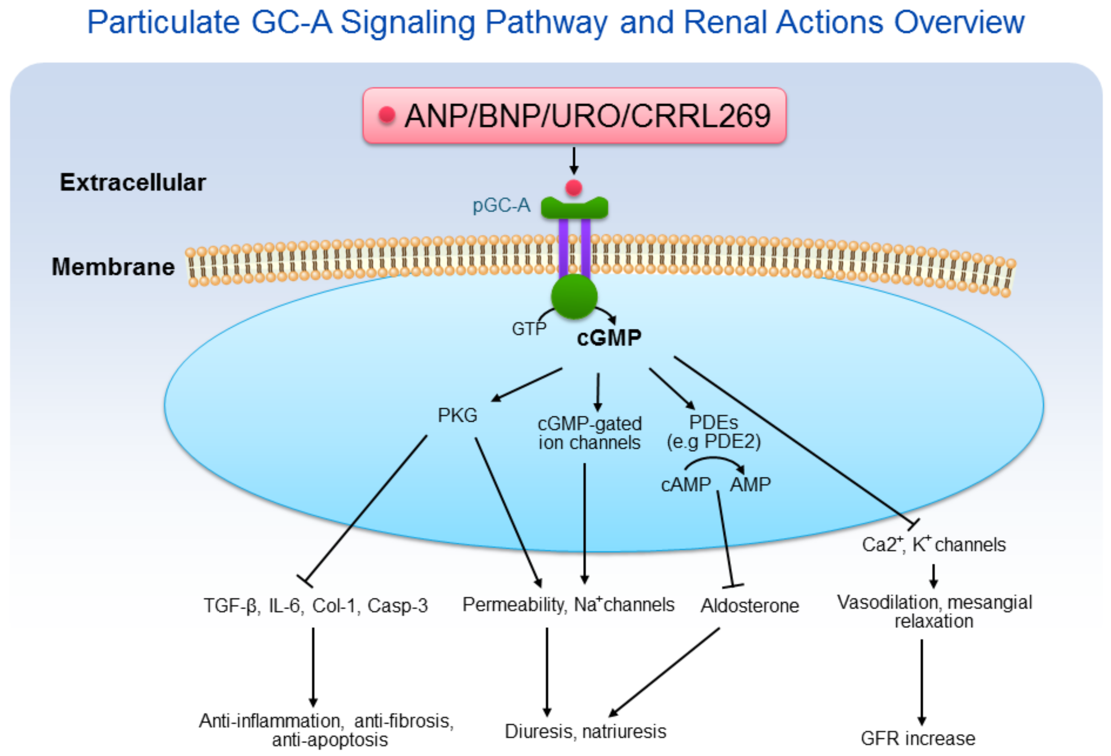Pathway. Клеточный сигналинг. PGC-A signaling Pathway. Pathway перевод. PGC renal.