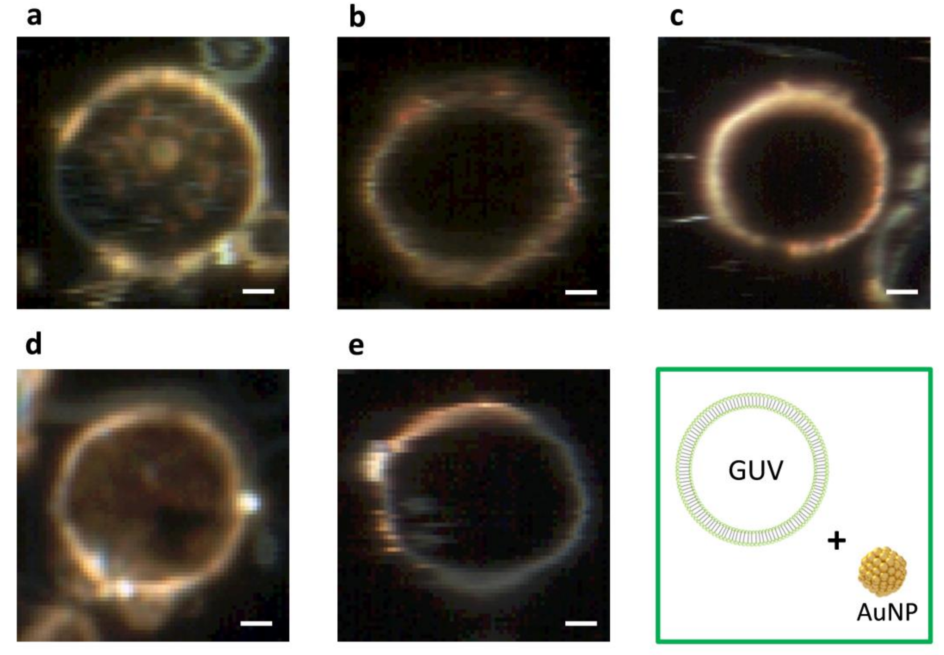 Ijms 19 01014 g006 Ijms 19 01014 g006