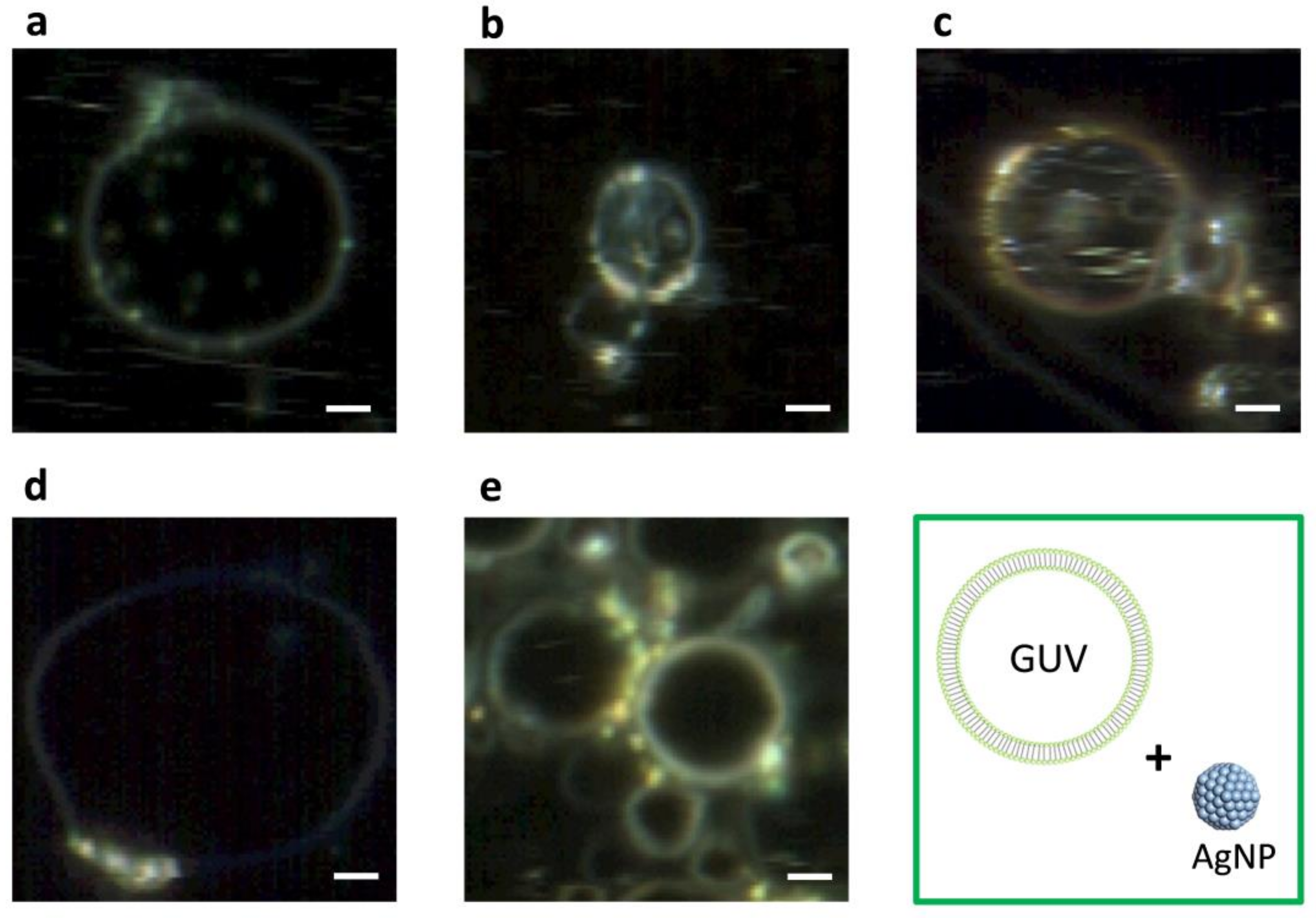 Ijms 19 01014 g007 Ijms 19 01014 g007