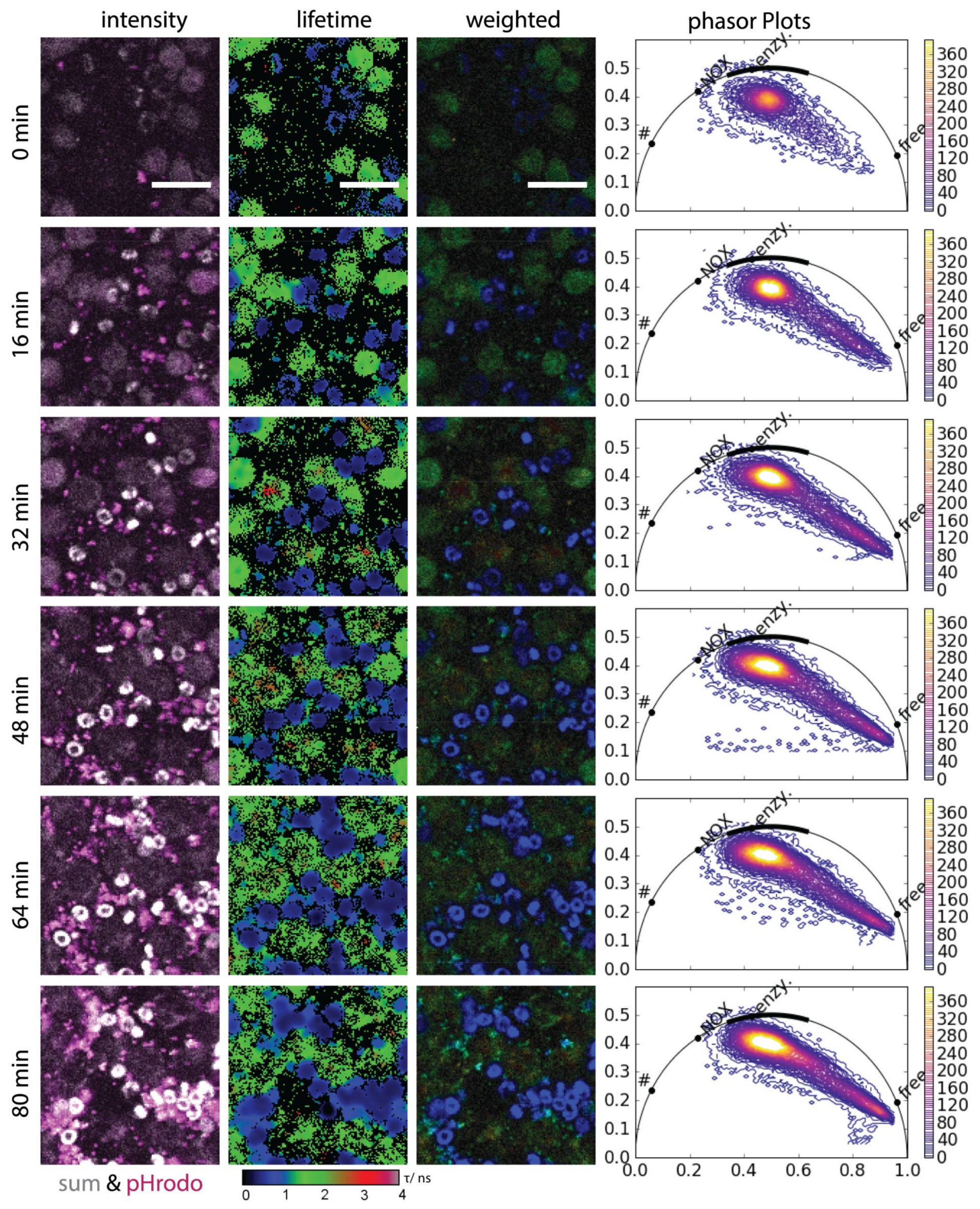 Ijms 19 01018 g003 Ijms 19 01018 g003