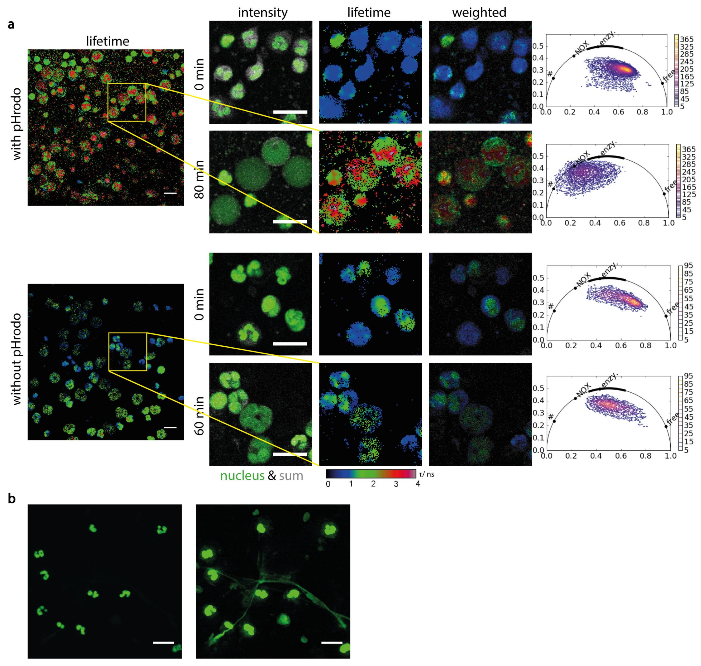 Ijms 19 01018 g005 Ijms 19 01018 g005