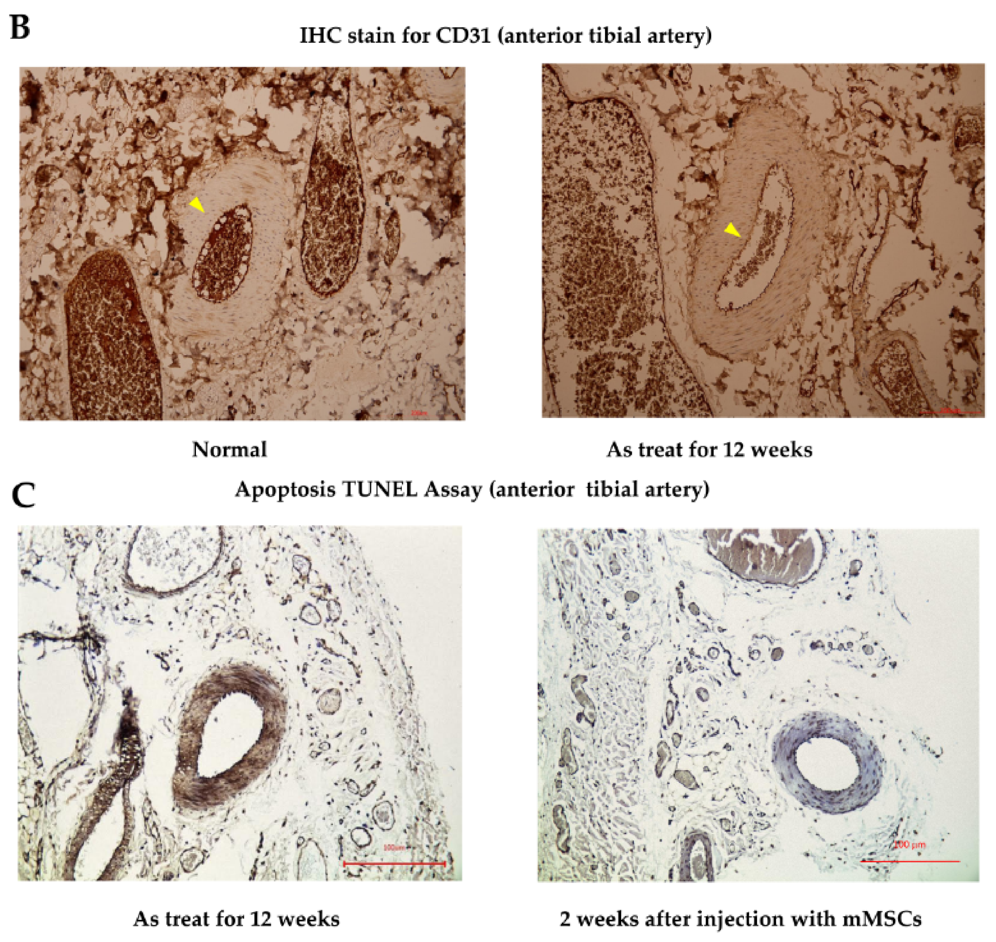 Ijms 19 01026 g004b