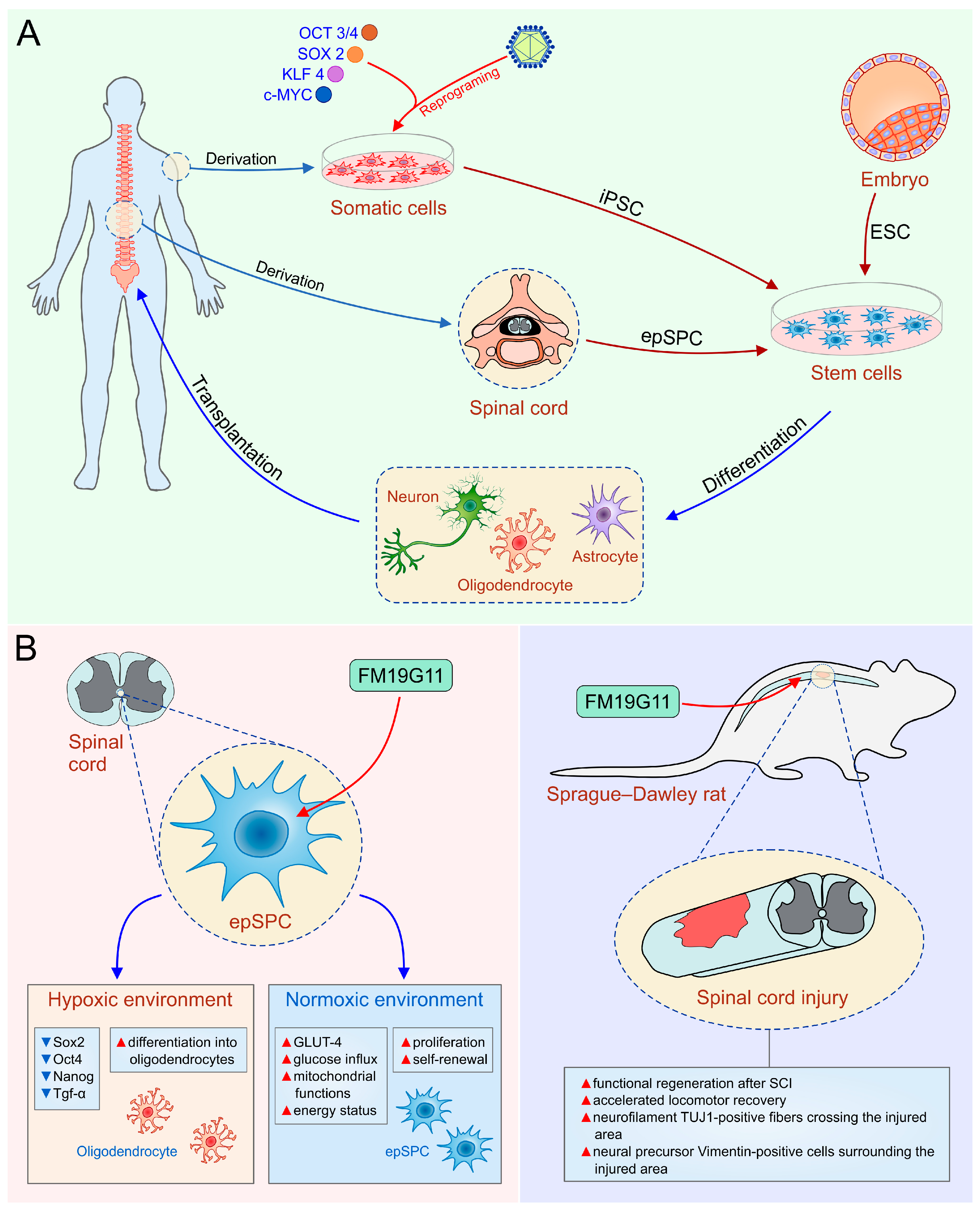 stem cell treatment for spinal cord injury