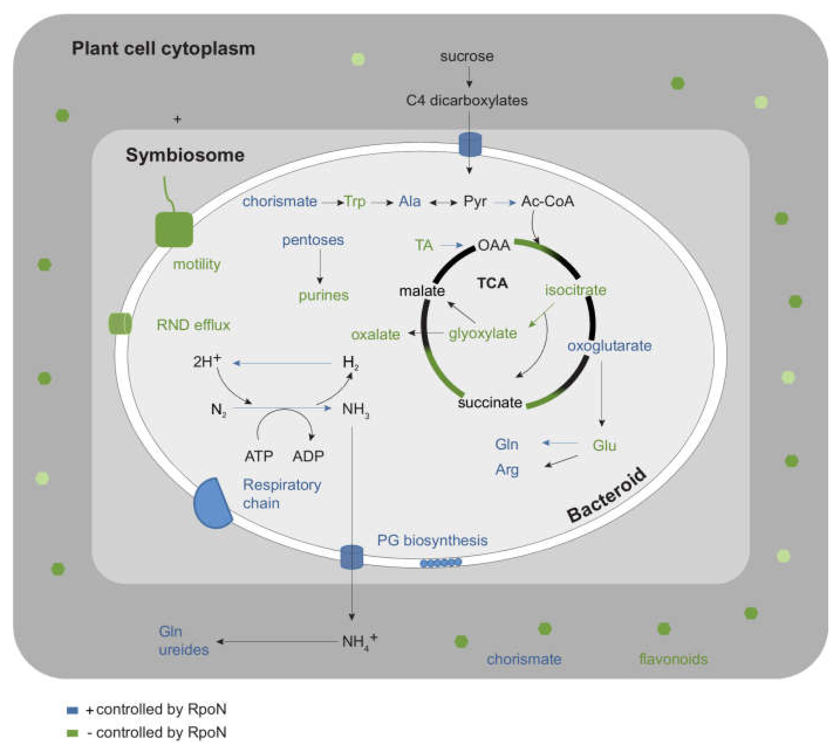 Ijms 19 01049 g006 Ijms 19 01049 g006