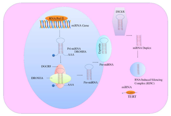 MicroRNA Regulation of Telomerase Reverse Transcriptase