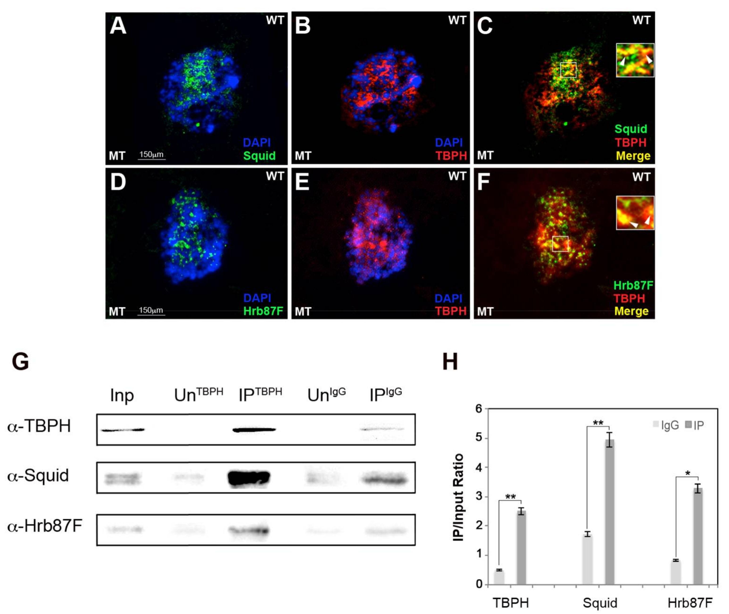 Ijms 19 01082 g001 Ijms 19 01082 g001