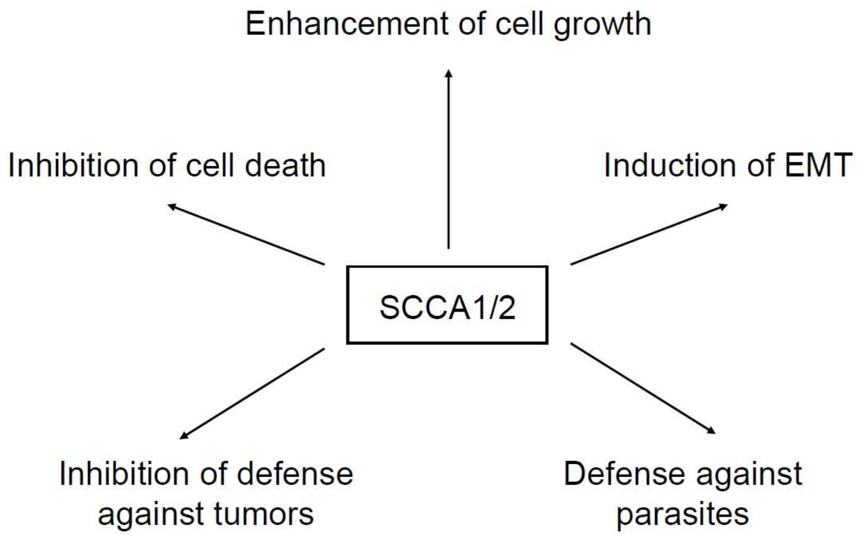 IJMS Free FullText Squamous Cell Carcinoma Antigen 2 (SCCA2