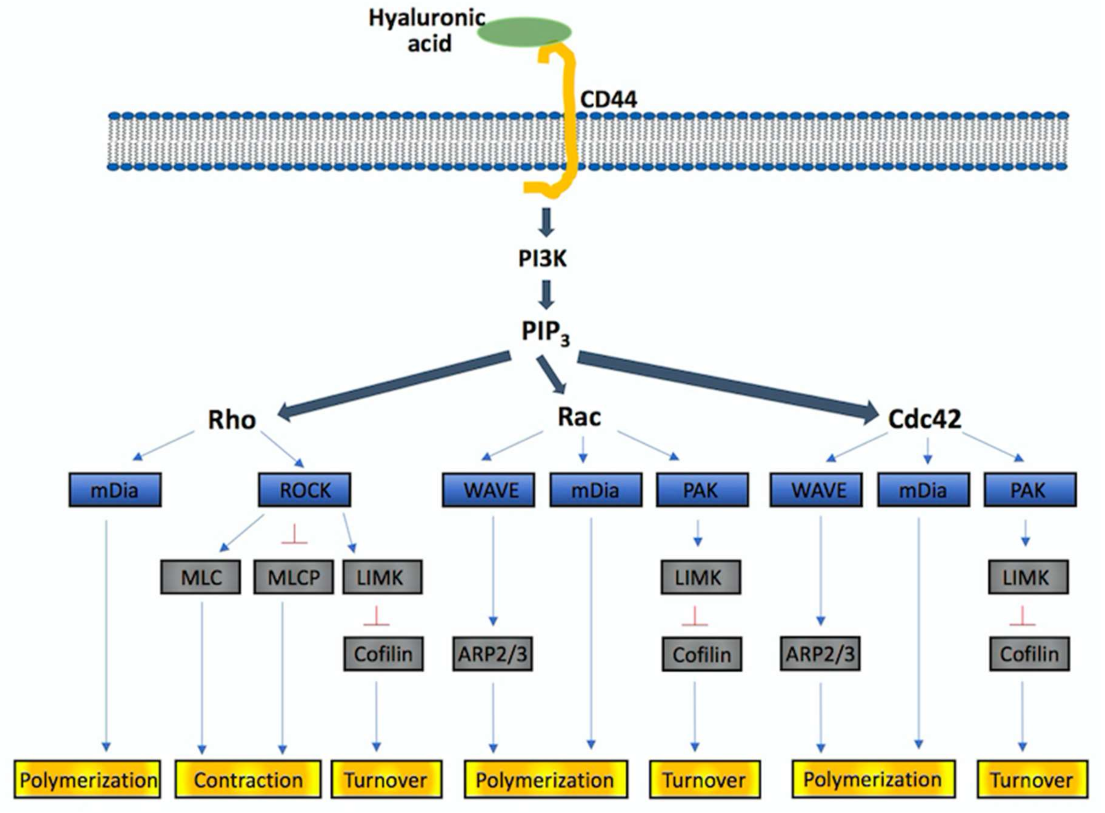 Ijms 19 01115 g001 Ijms 19 01115 g001