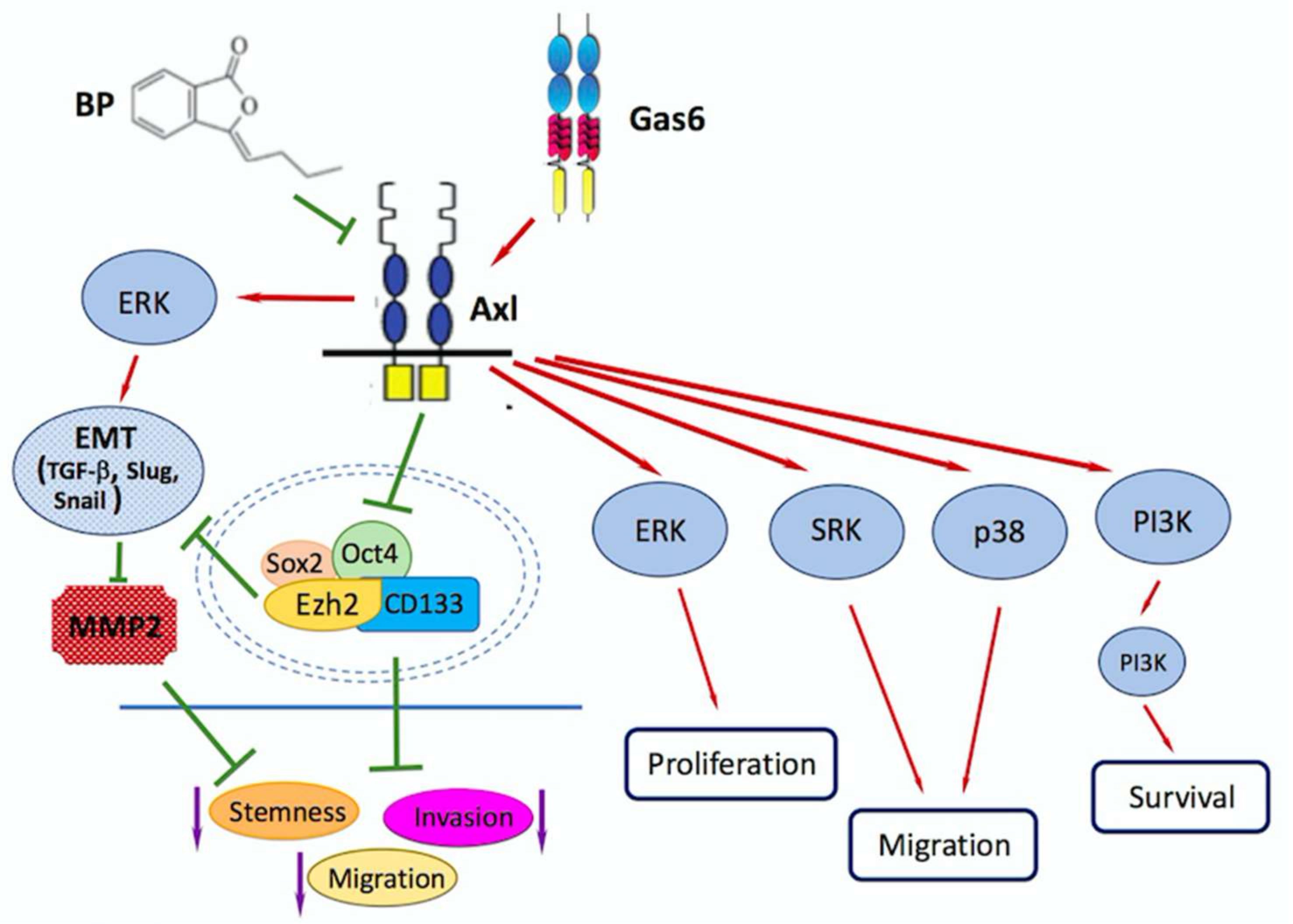 Migration/Invasion of Malignant Gliomas and Implications for Migration/Invasion of Malignant Gliomas and Implications for
