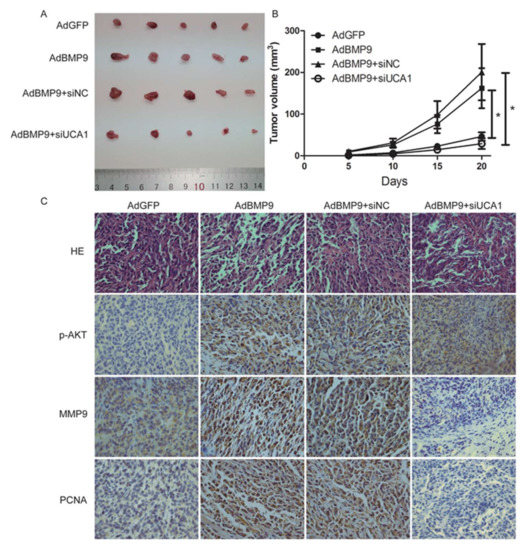 BMP9 Promotes the Proliferation and Migration of Bladder Cancer Cells ...