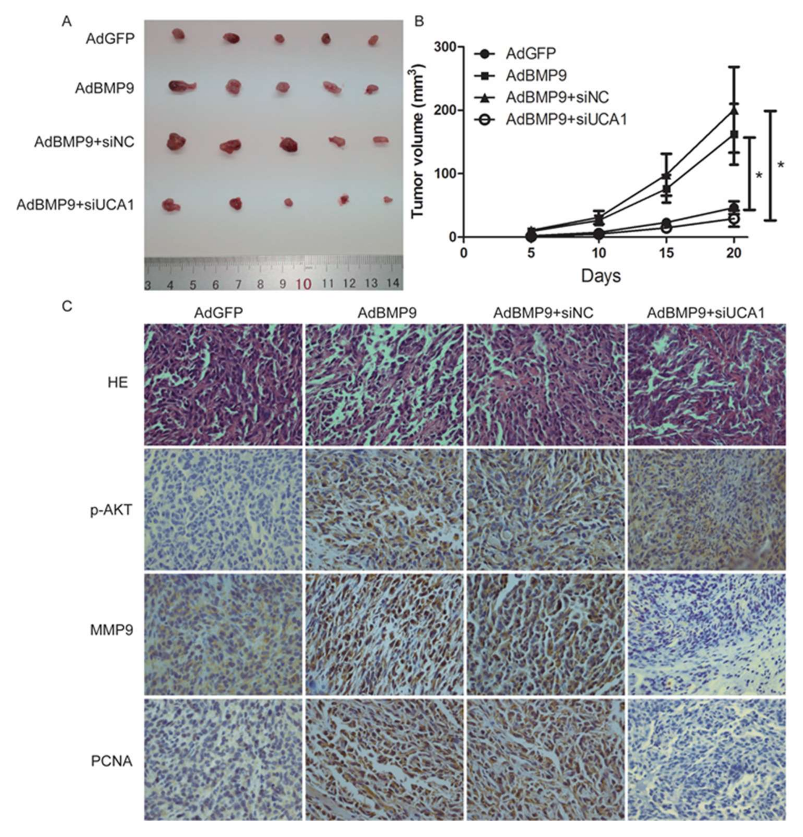 Ijms 19 01116 g005 Ijms 19 01116 g005