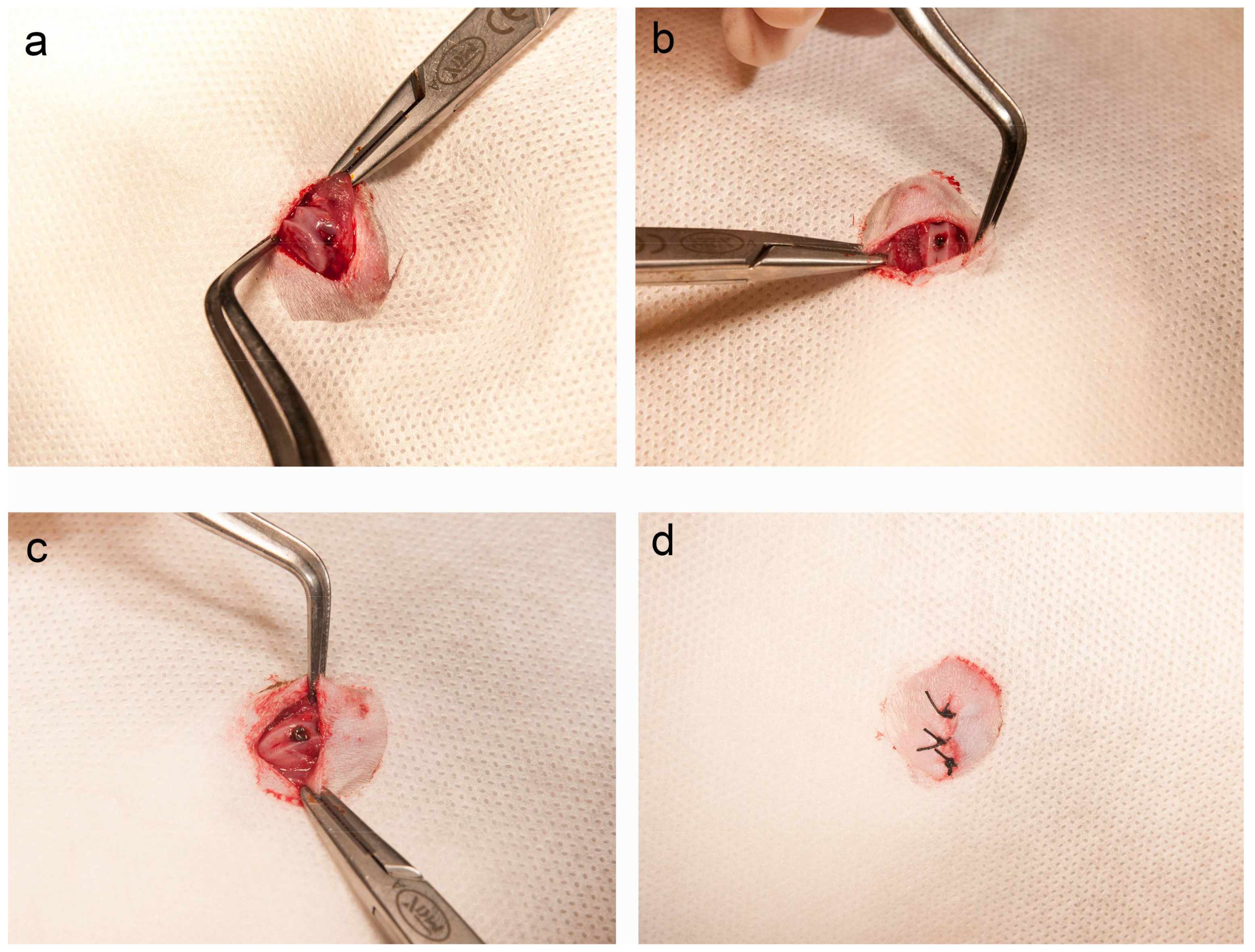 Ijms 19 01127 g007 550