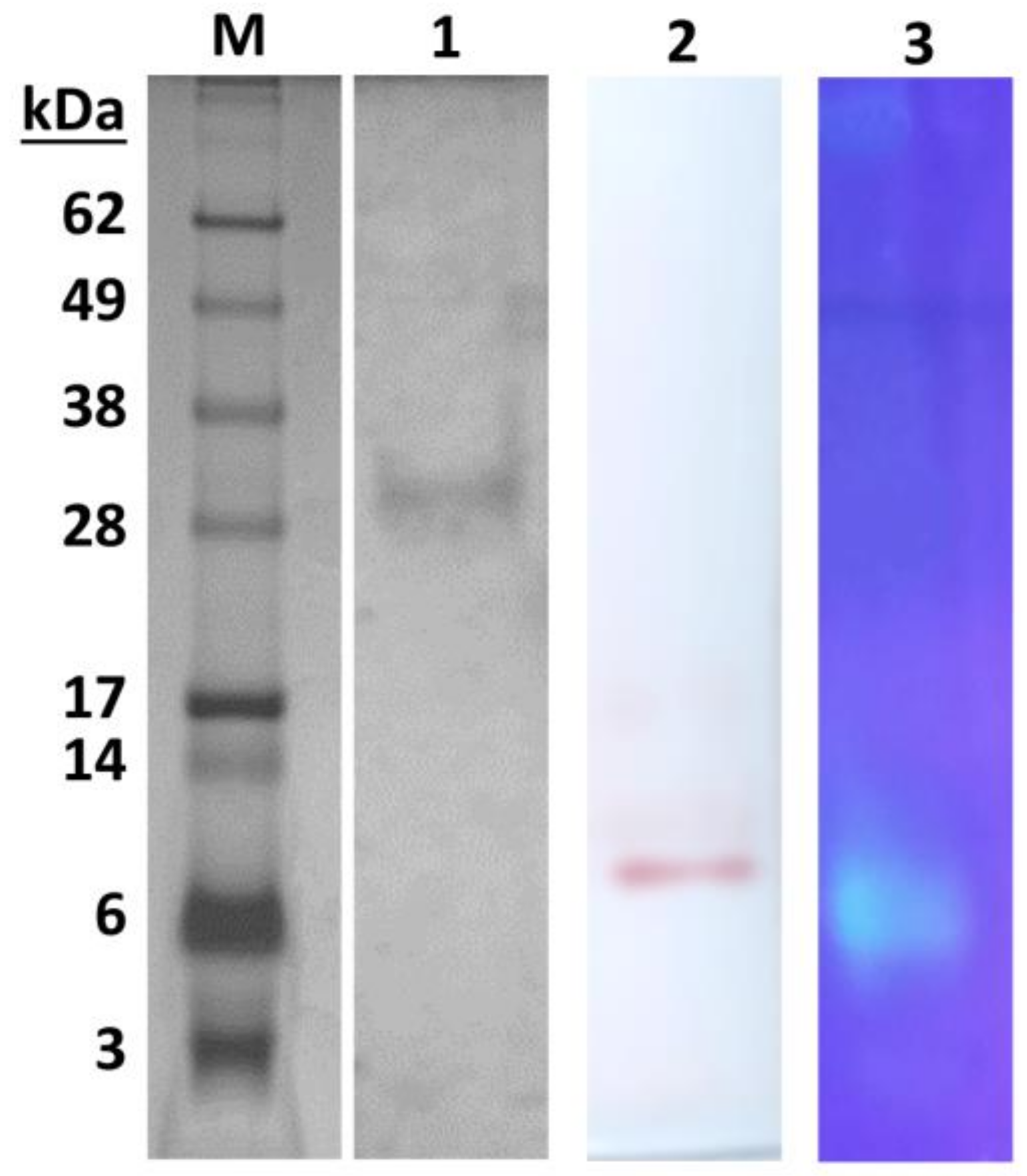Ijms 19 01129 g001 Ijms 19 01129 g001