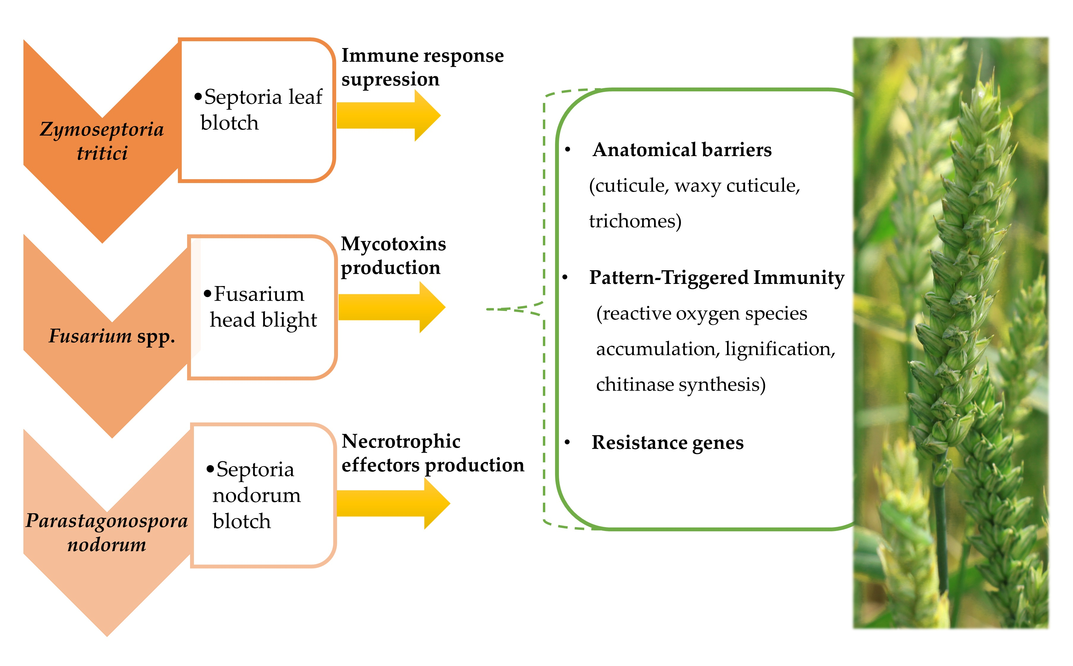 IJMS Free FullText A Review of the Interactions between Wheat and