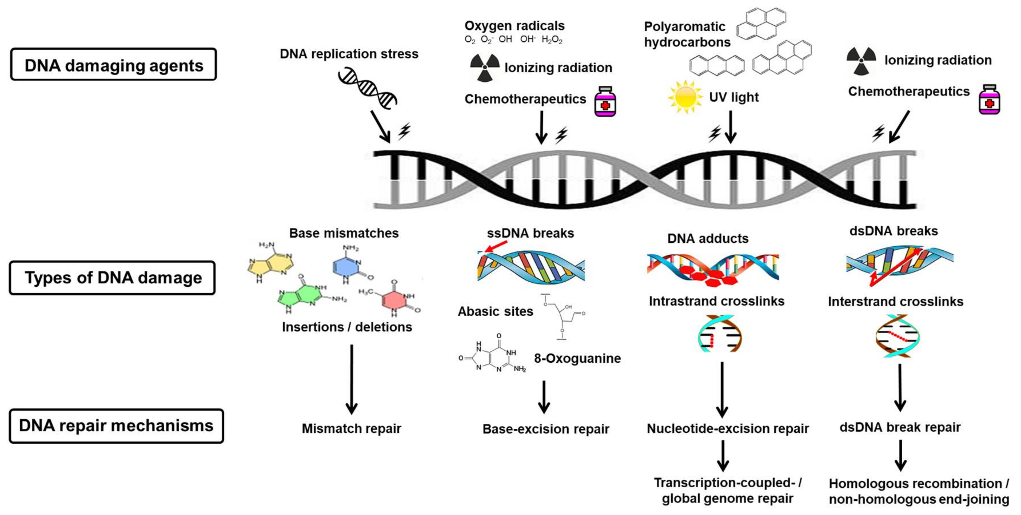 The development of mechanisms of. DNA Repair mechanism. DNA Damage Replication. ДНК В стрессе. Элементы реплицирующейся ДНК.
