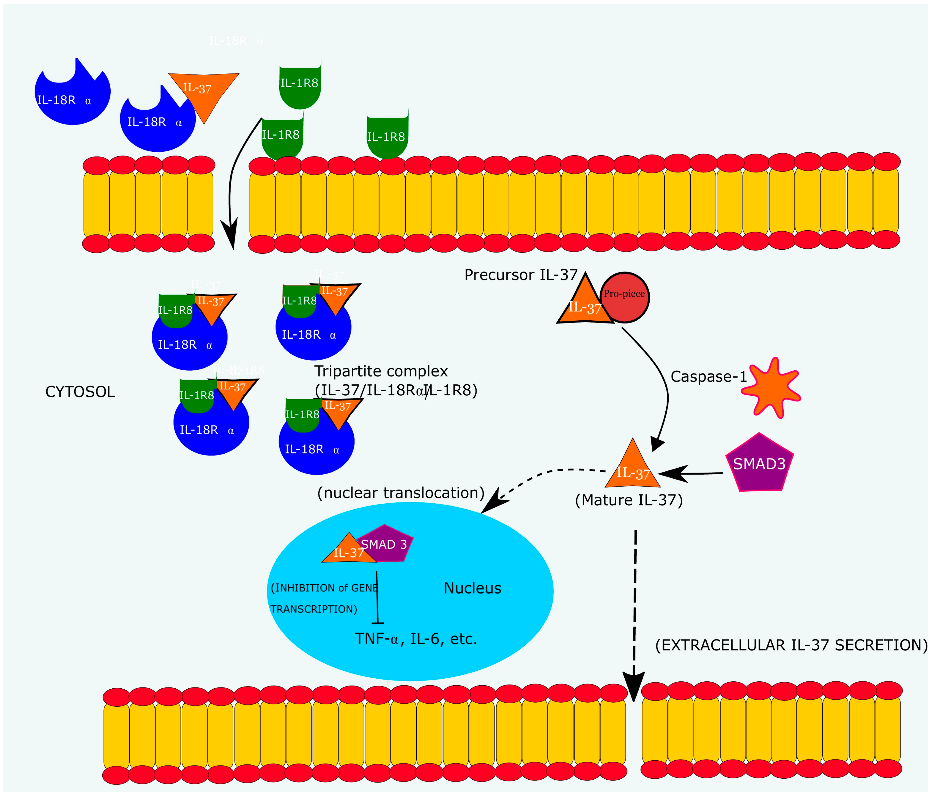 Ijms 19 01149 g005 Ijms 19 01149 g005