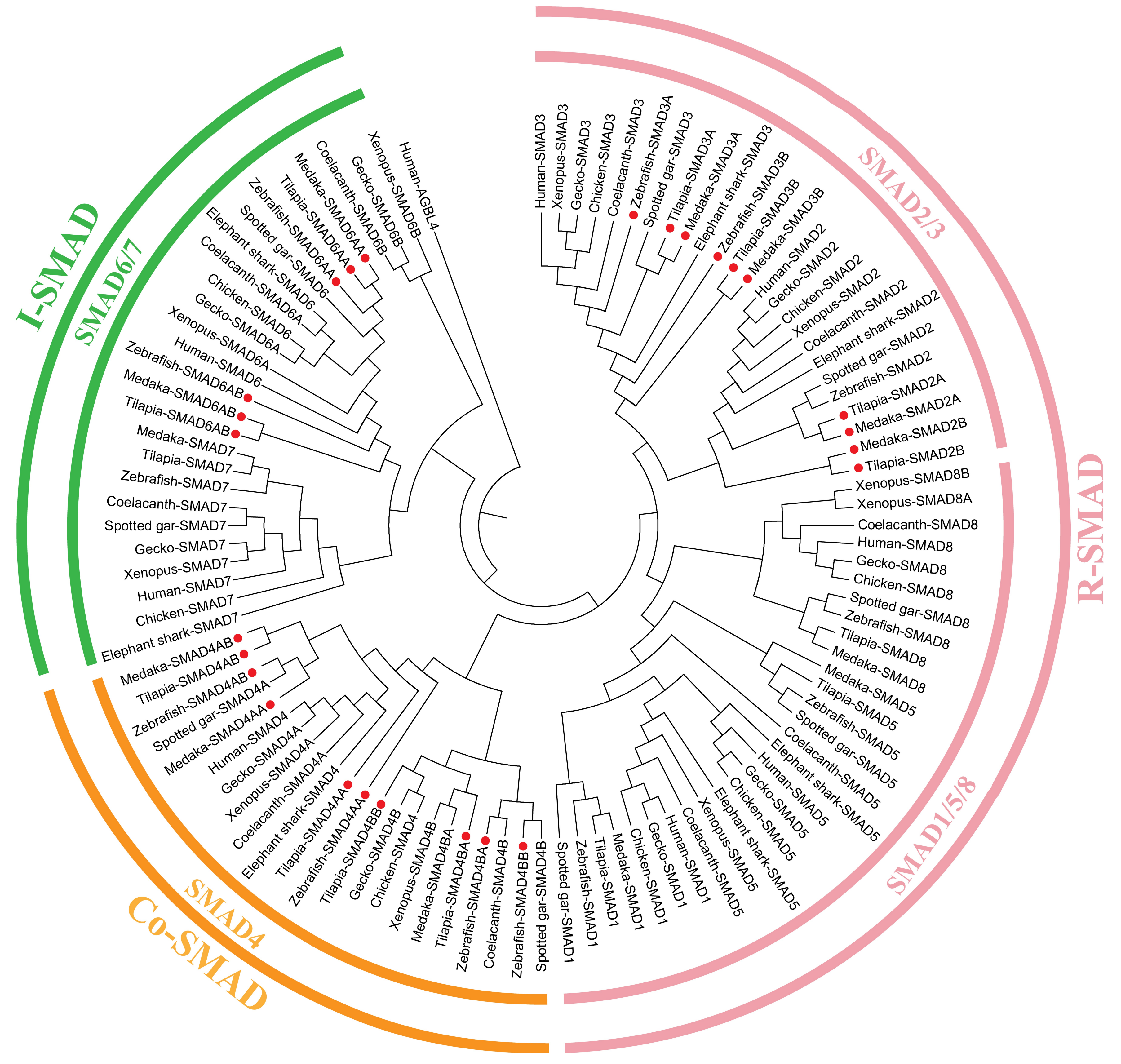 Ijms 19 01154 g004 Ijms 19 01154 g004