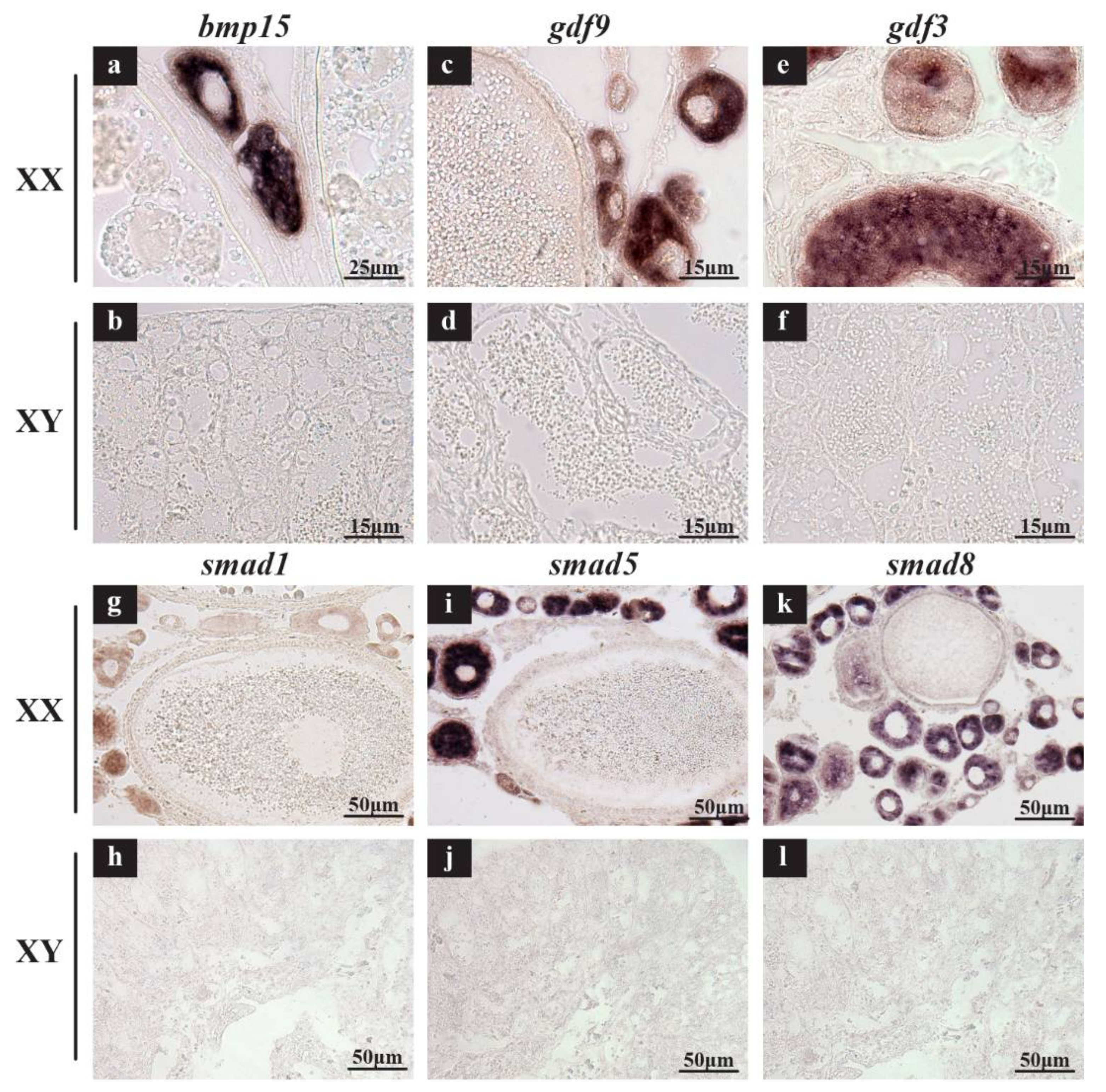 Ijms 19 01154 g008 Ijms 19 01154 g008