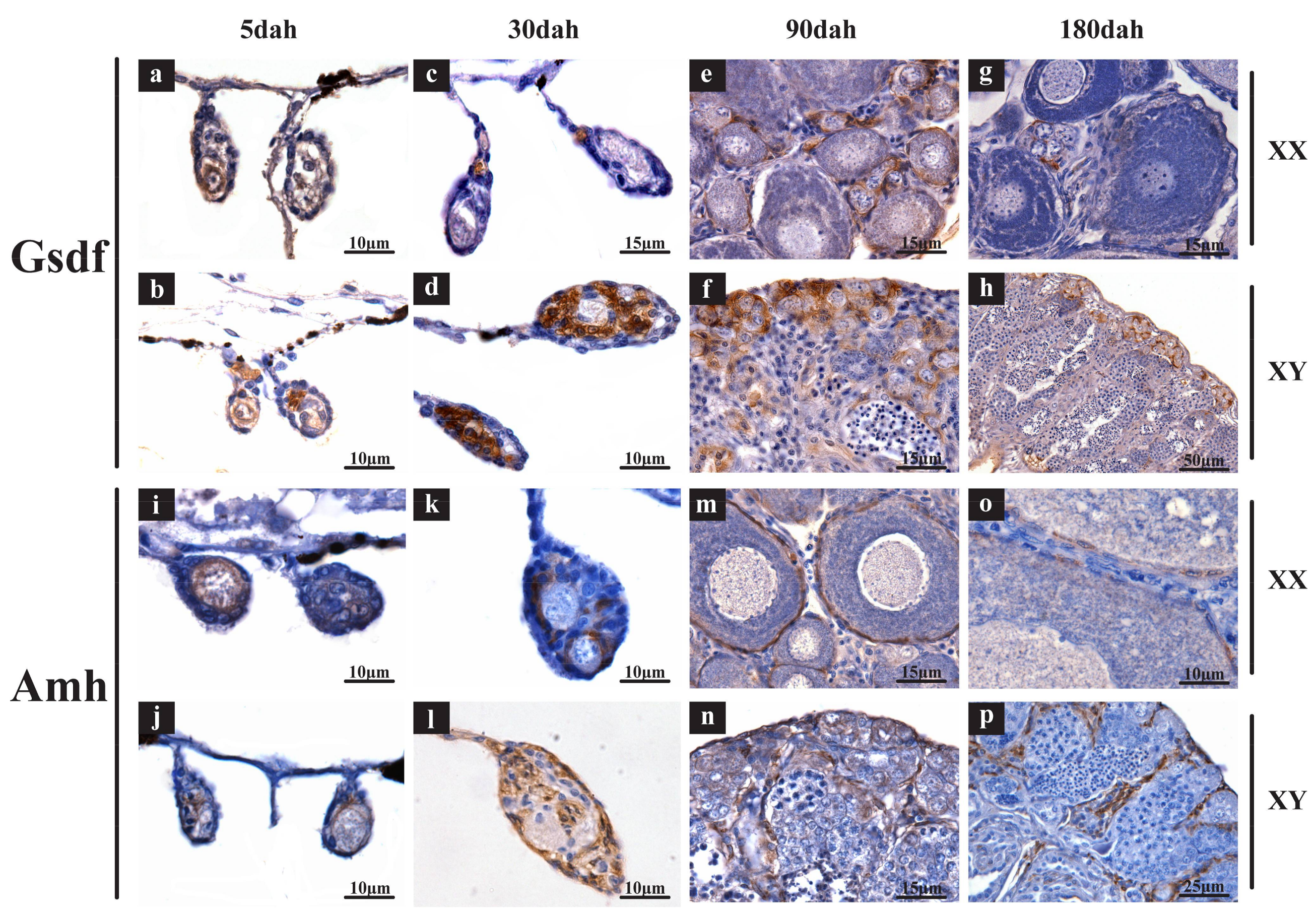 Ijms 19 01154 g009 Ijms 19 01154 g009