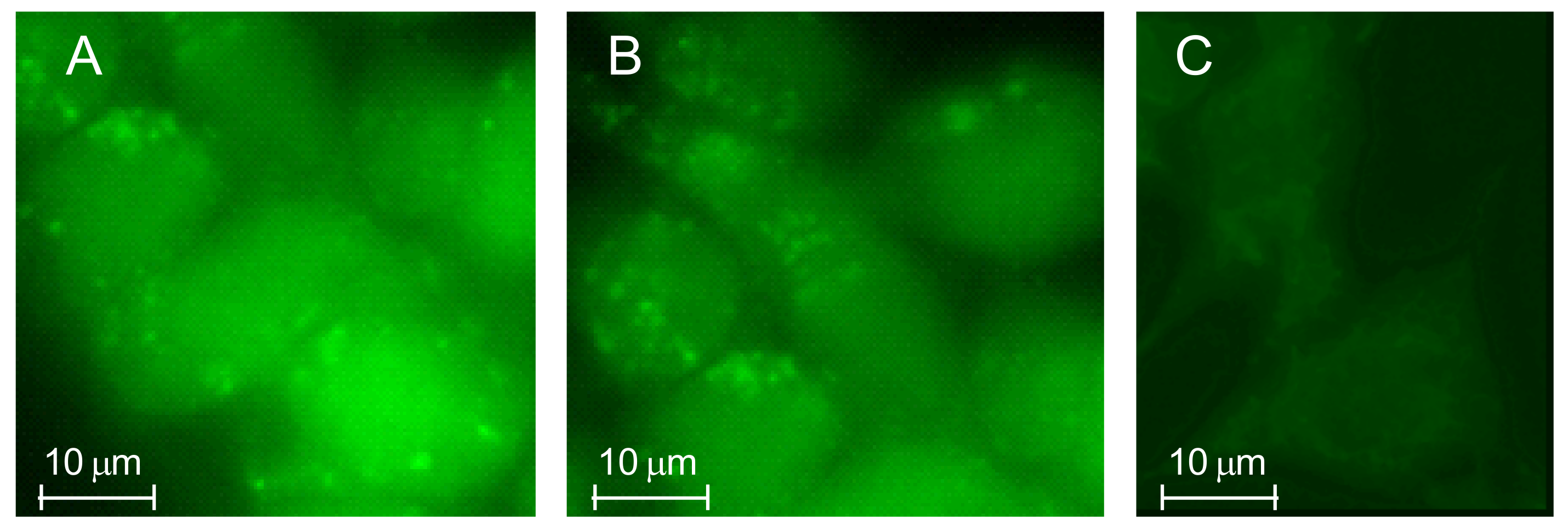 Ijms 19 01155 g012