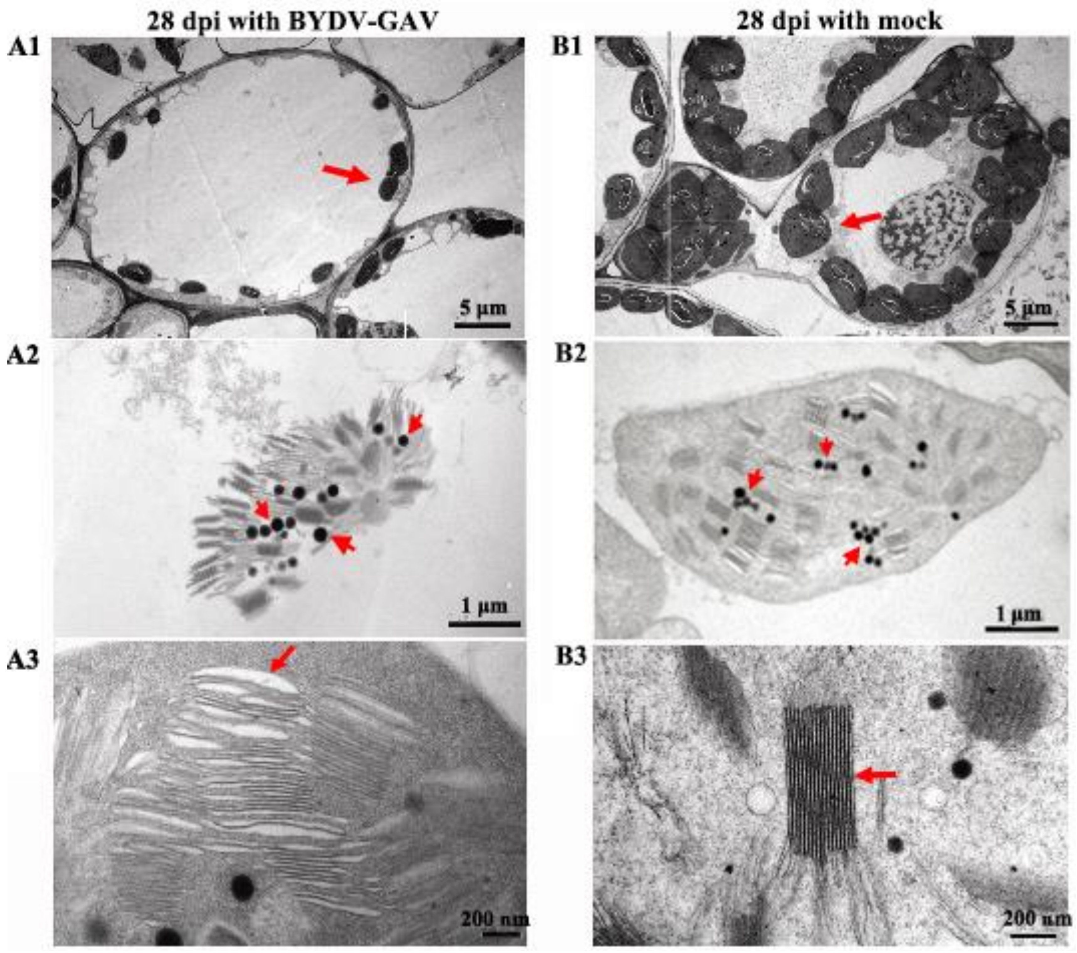 Ijms 19 01187 g002 550