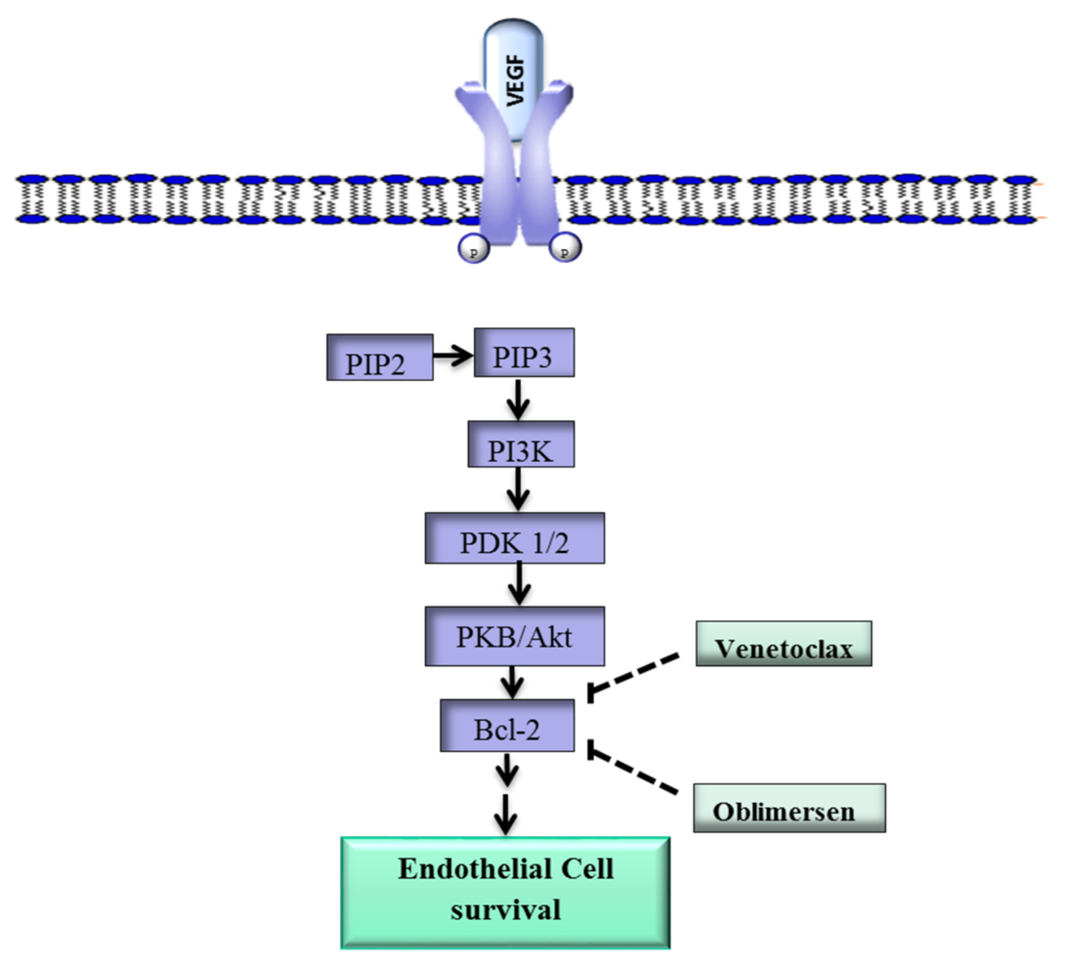 Ijms 19 01192 g001 Ijms 19 01192 g001