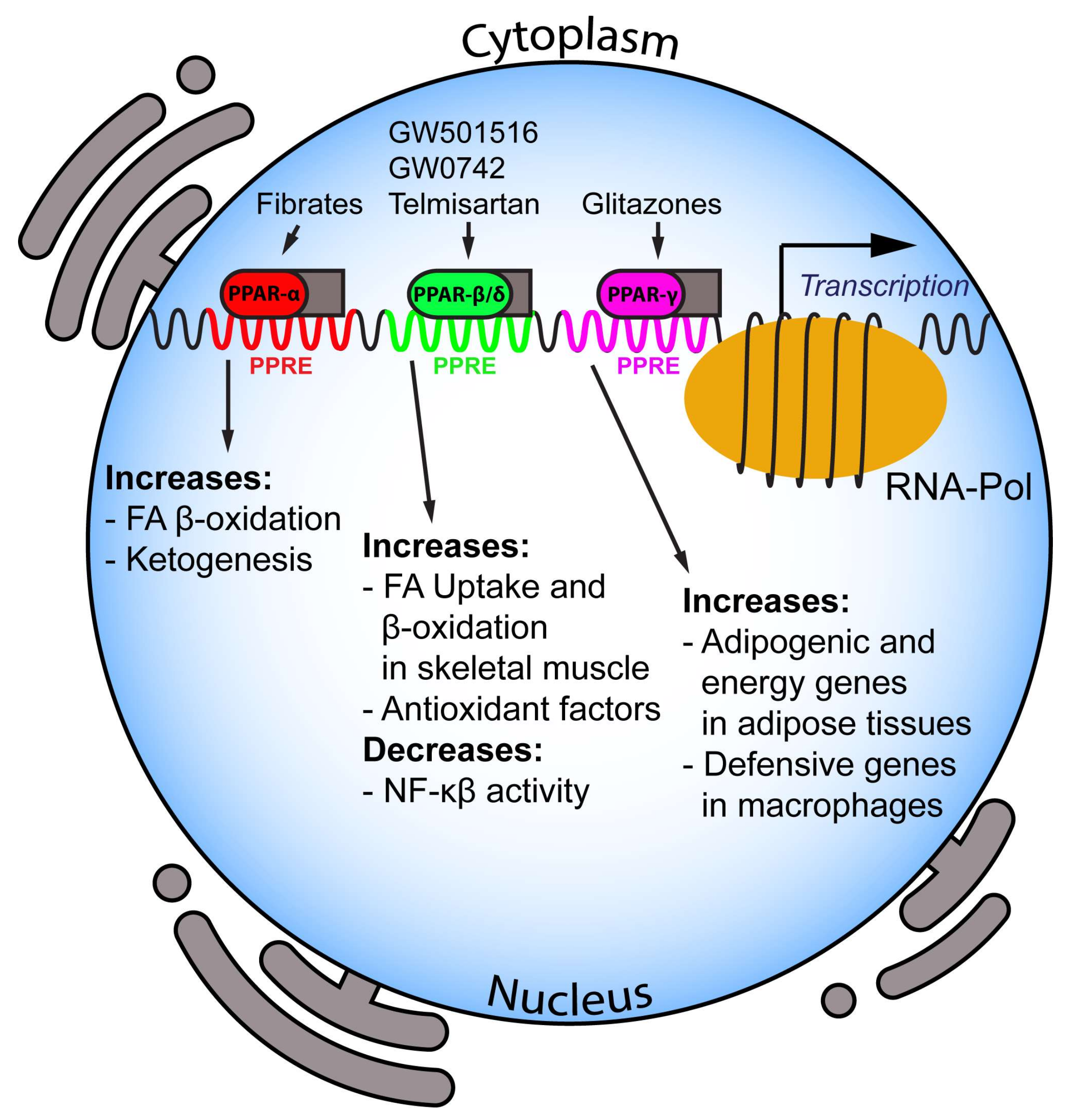 IJMS | Free Full-Text | PPAR Agonists and Metabolic Syndrome: An  Established Role?