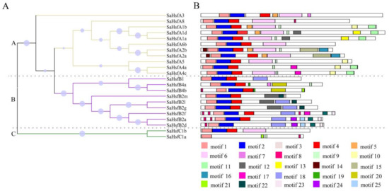 Identification, Expression Analysis of the Hsf Family, and