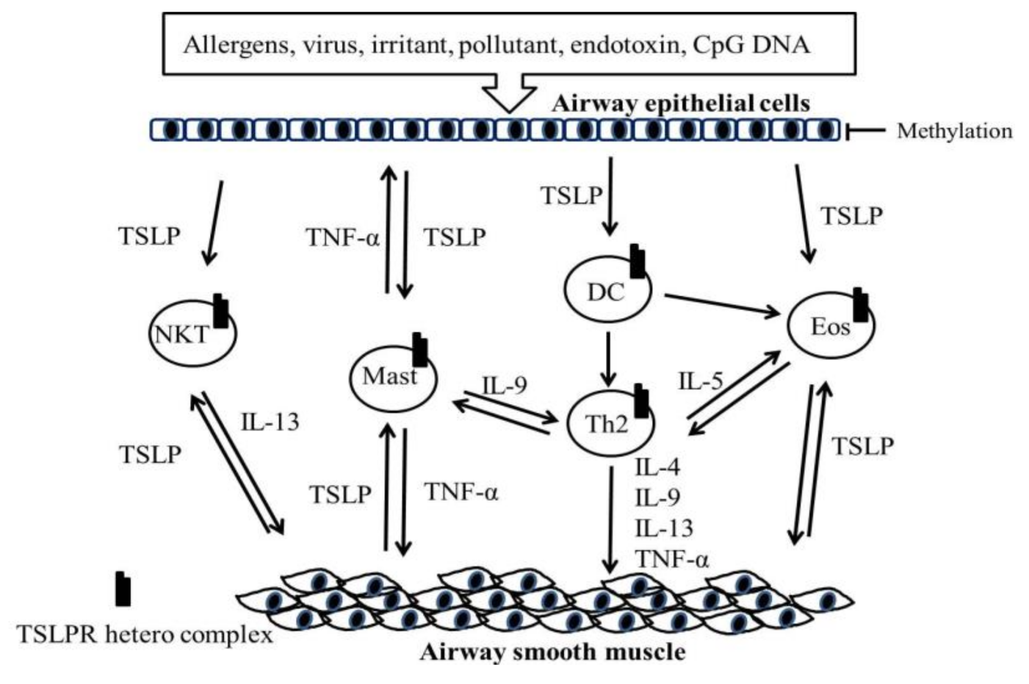 Ijms Free Full Text Expression And Regulation Of Thymic