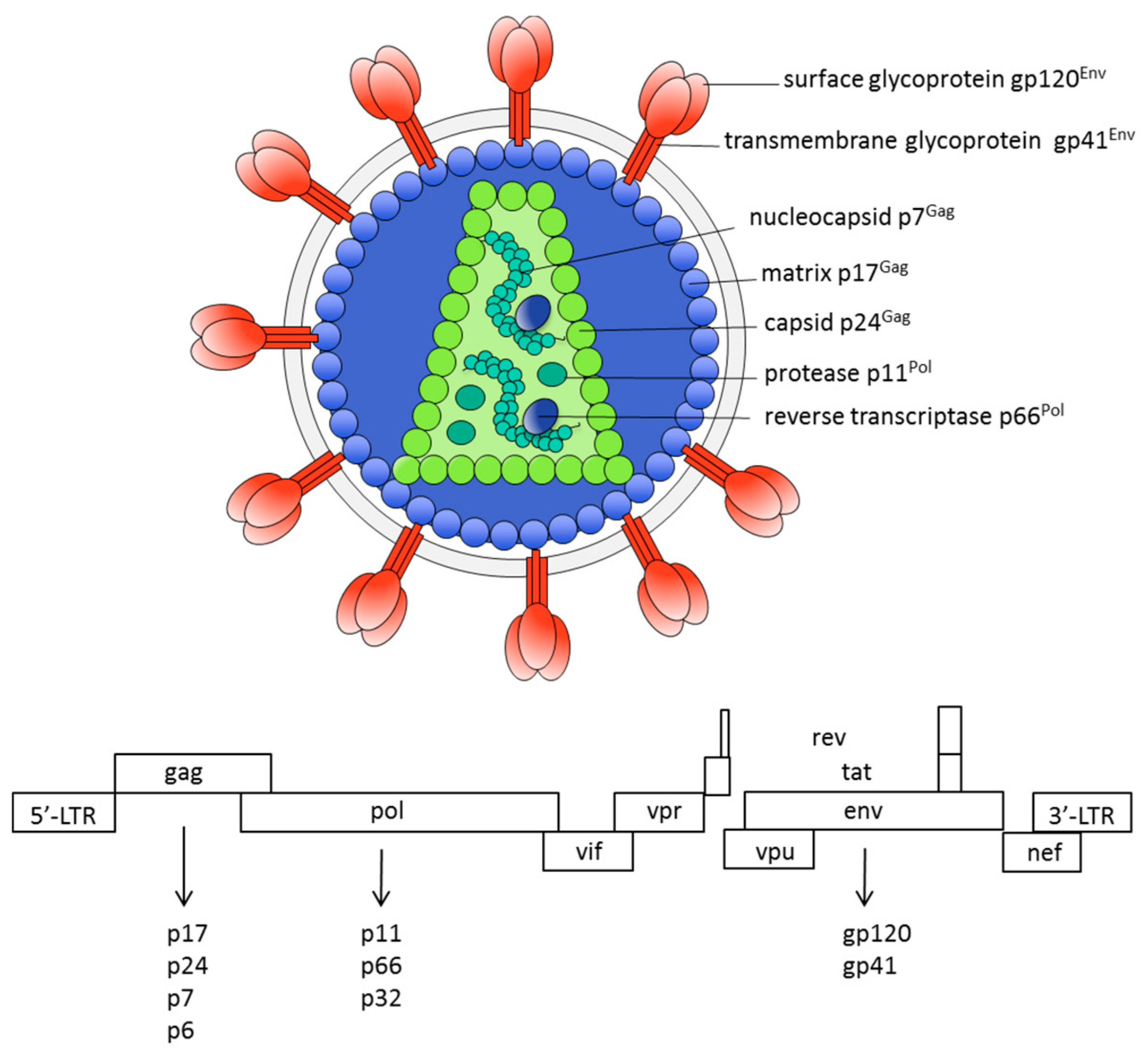 Human immunodeficiency. Вирион ВИЧ. HIV Genome. HIV virus Genome. Human Immunodeficiency virus 1 (HIV-1).