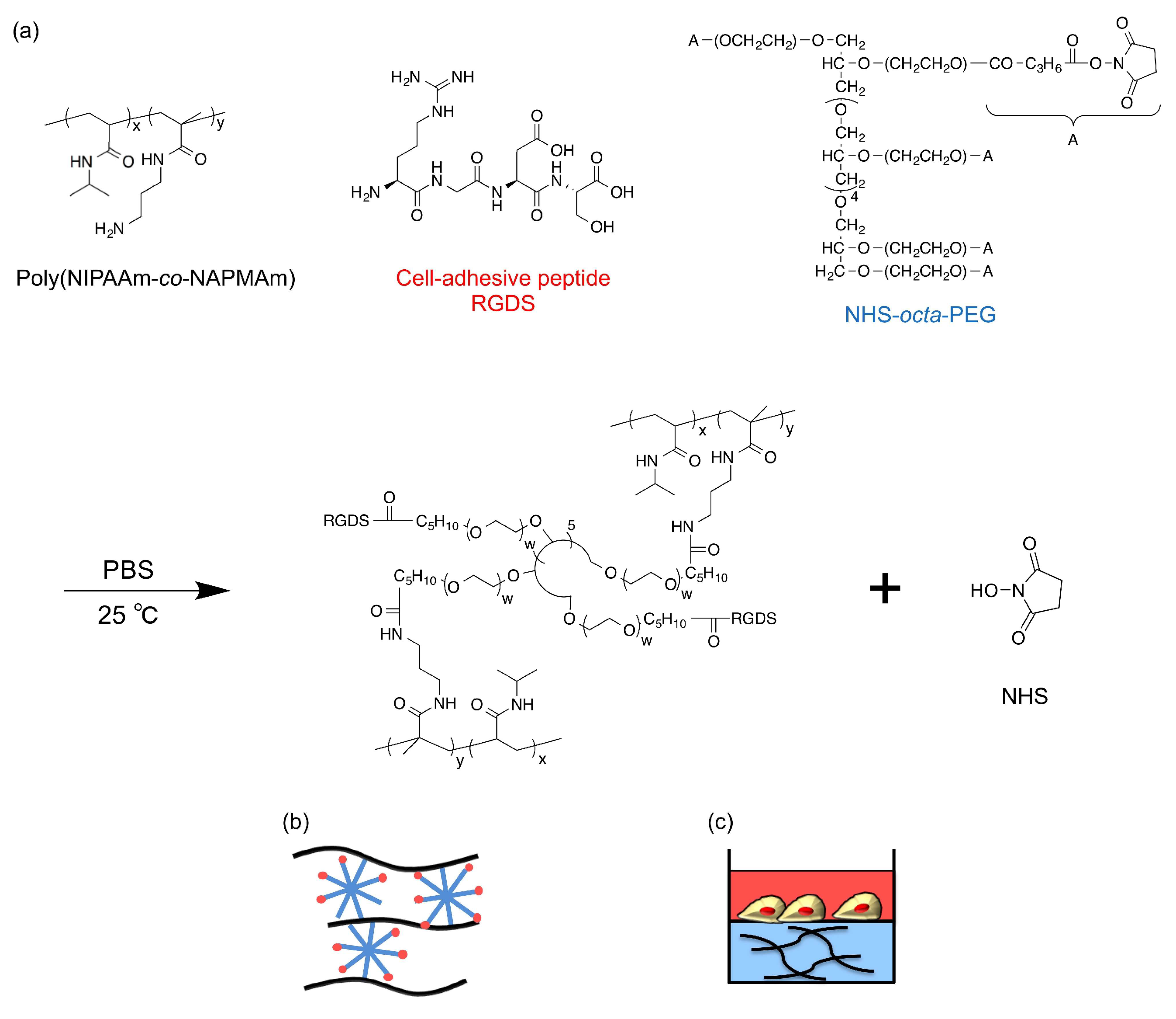 Ijms 19 01253 g006 550