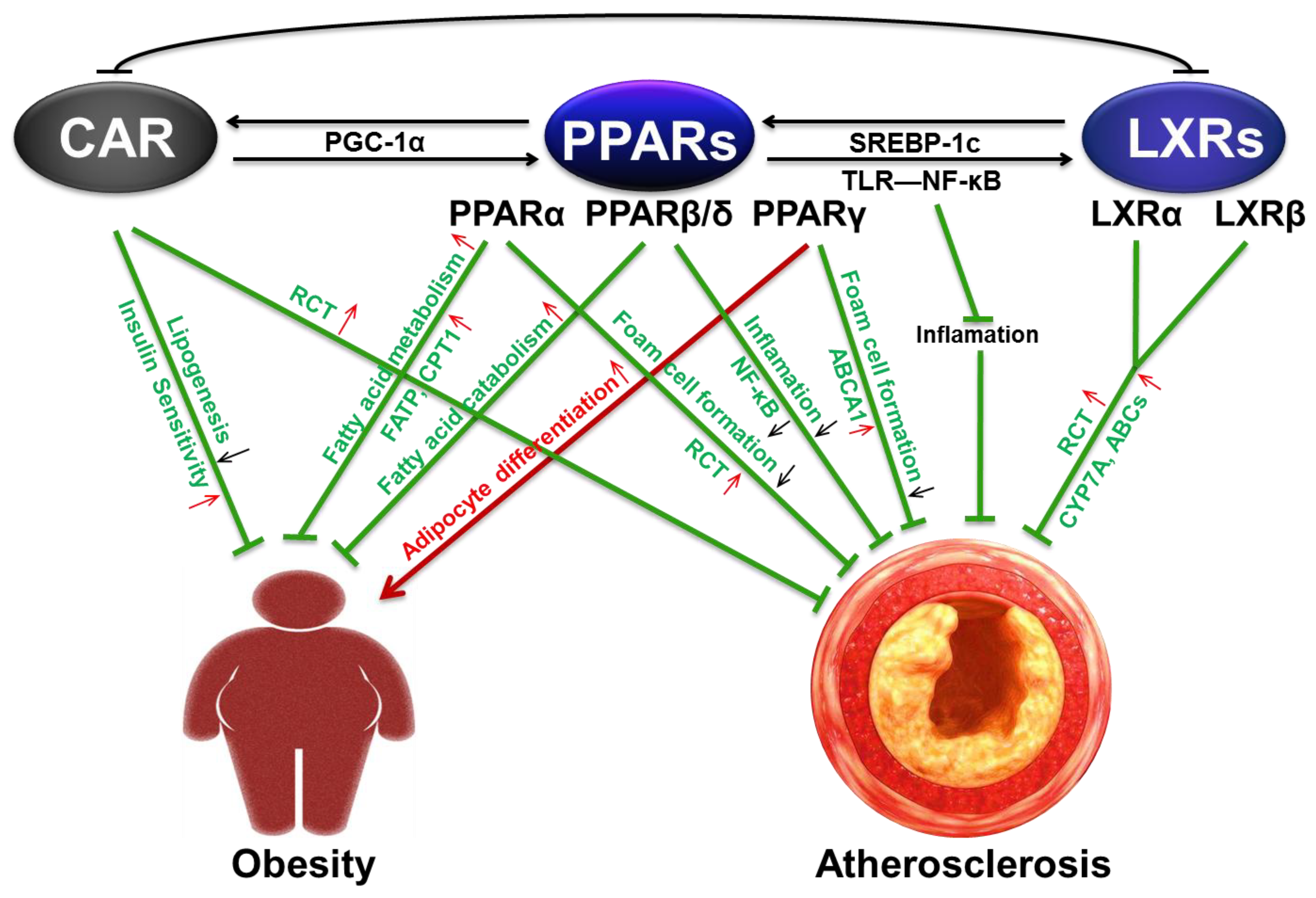 The Role of PPAR and Its Cross-Talk with CAR and LXR in