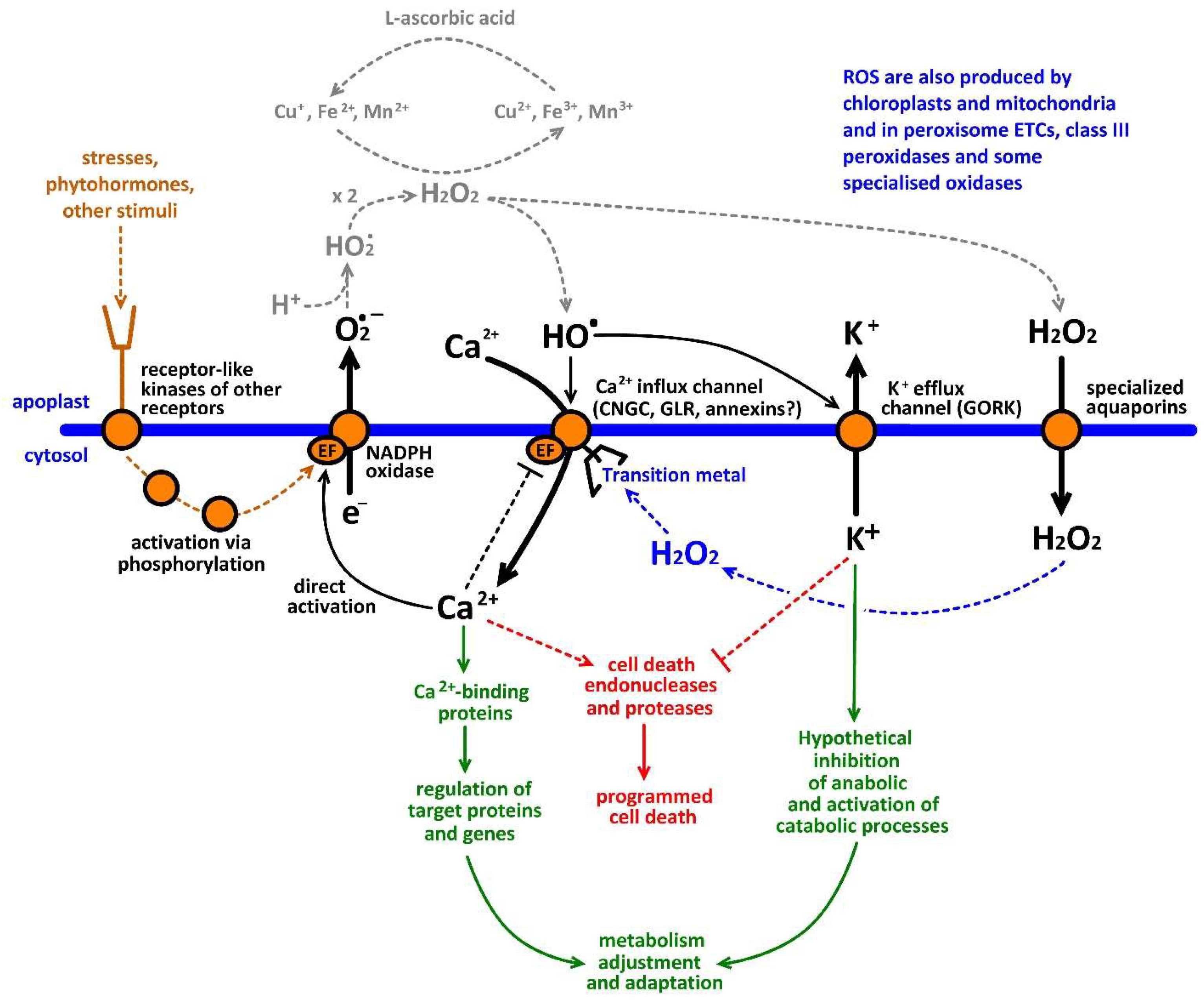 Ijms 19 01263 g001 Ijms 19 01263 g001