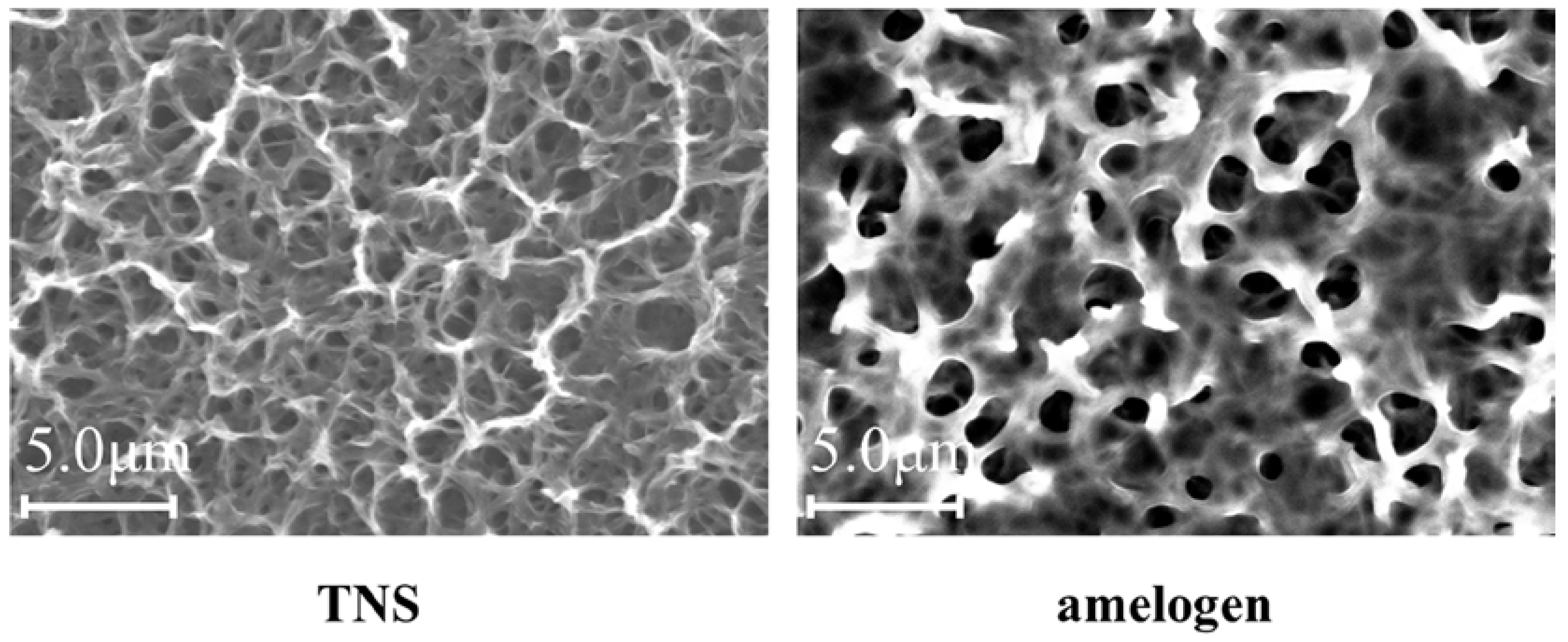 Ijms 19 01274 g001