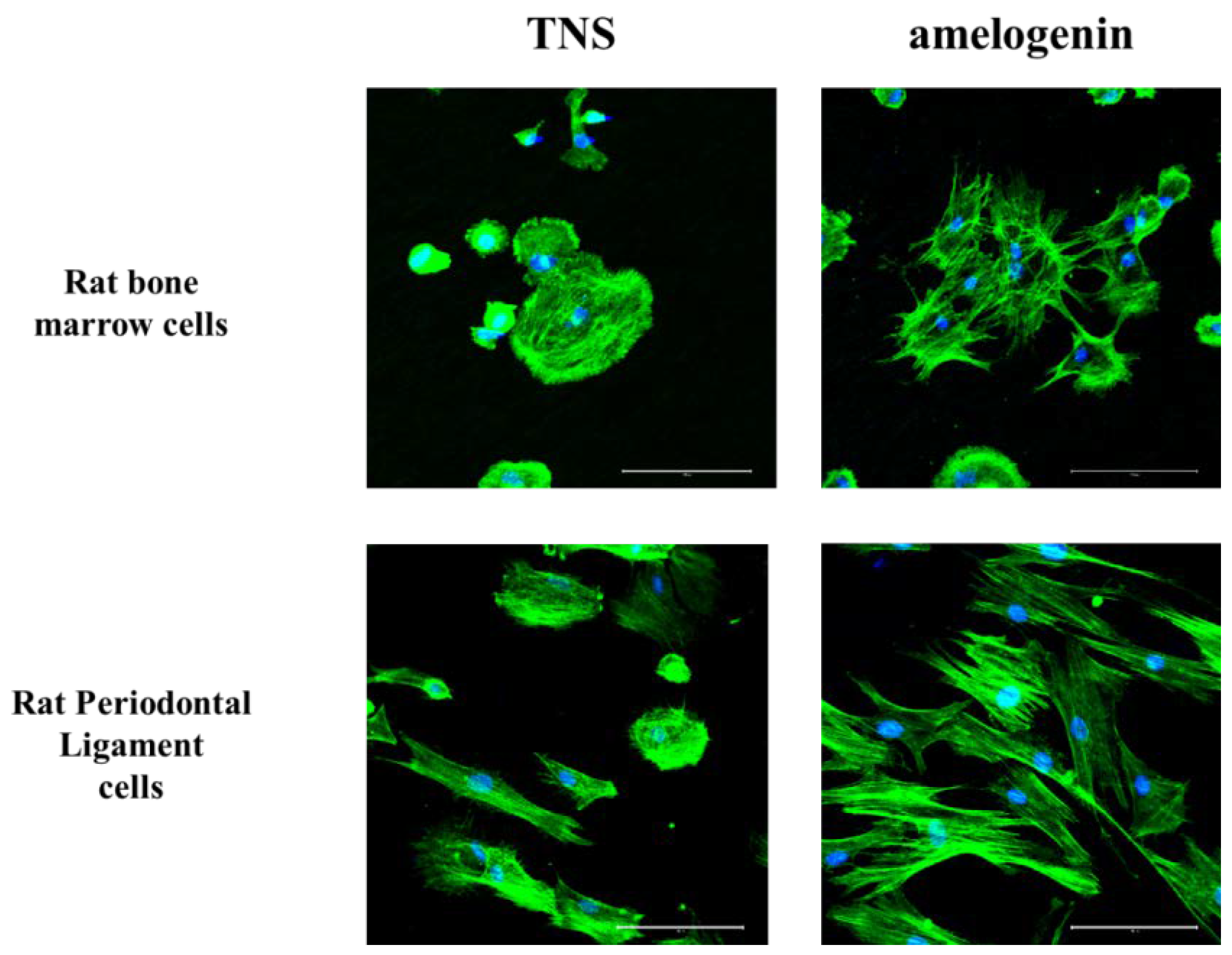 Ijms 19 01274 g006