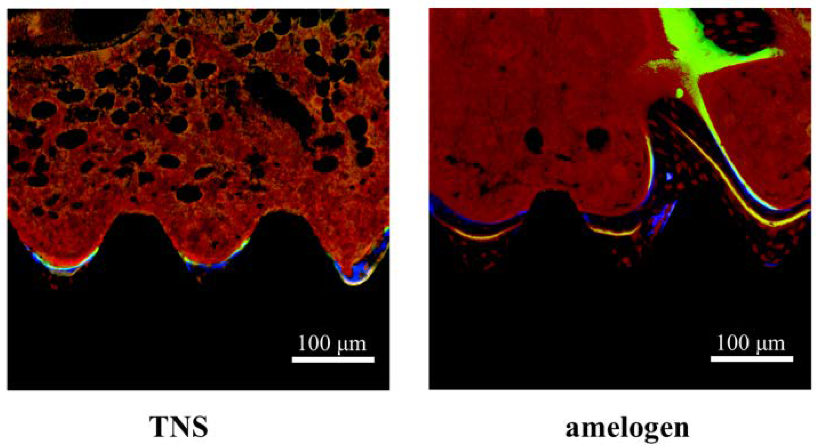 Ijms 19 01274 g016
