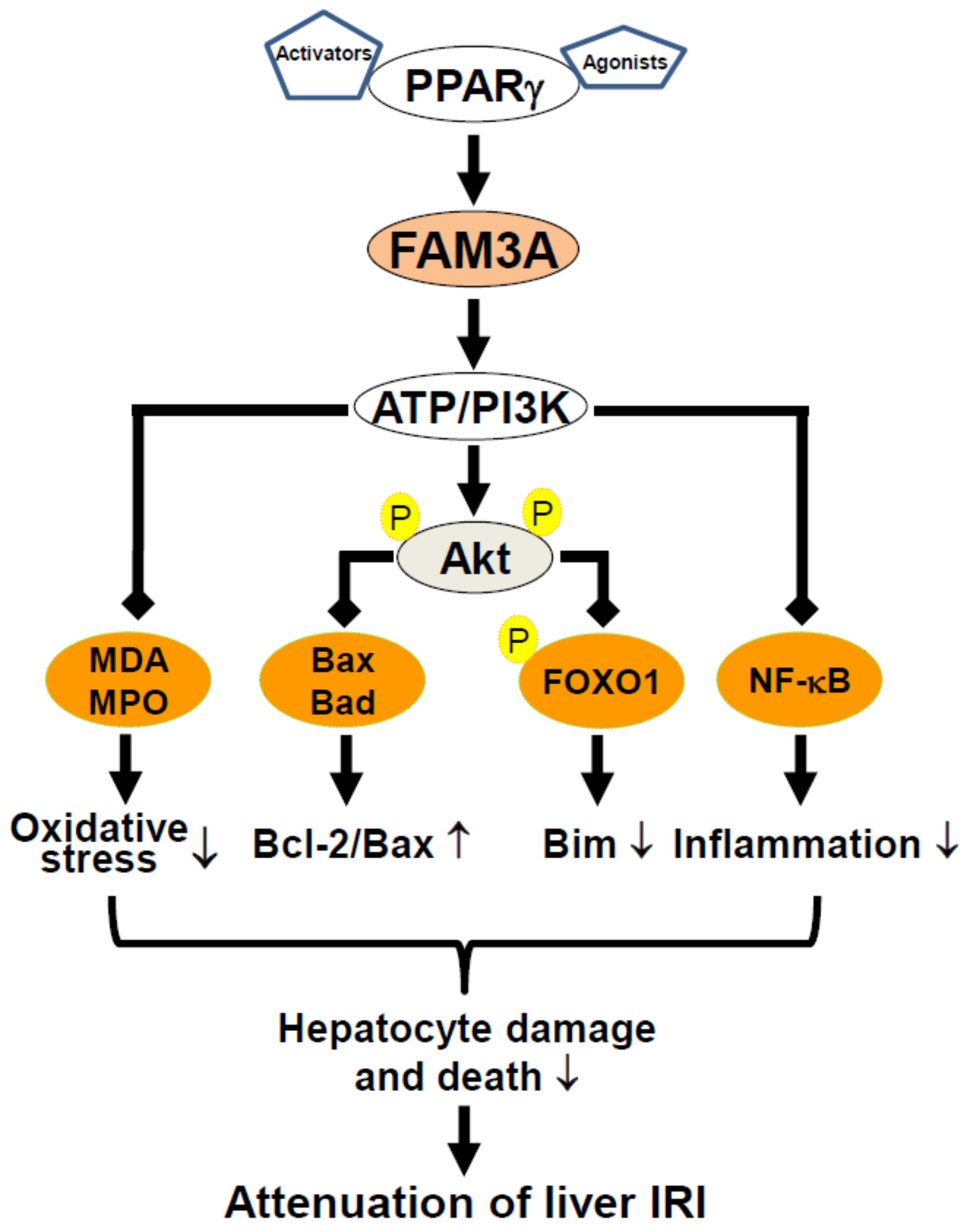 Ijms 19 01302 g002 Ijms 19 01302 g002