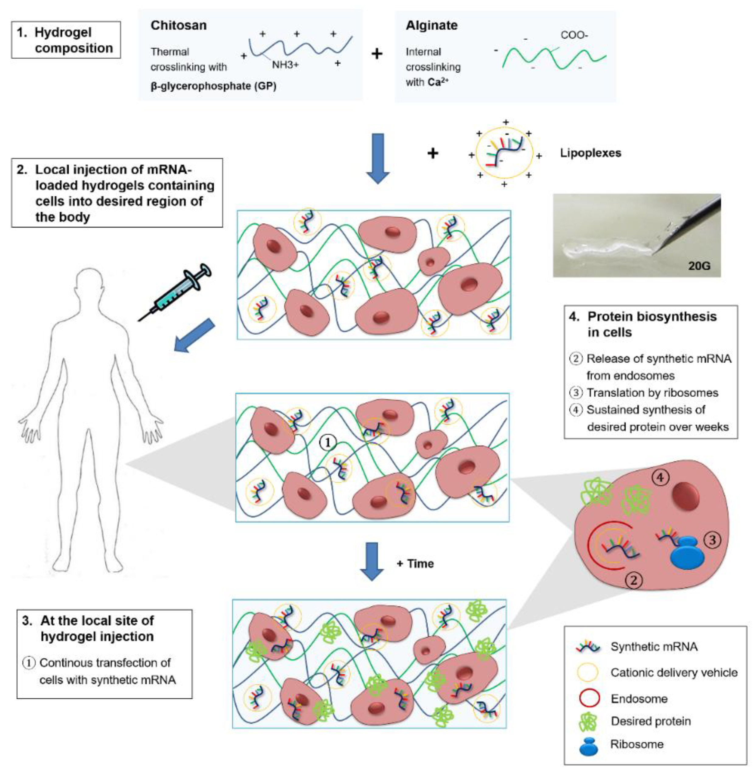 Ijms 19 01313 g005 550