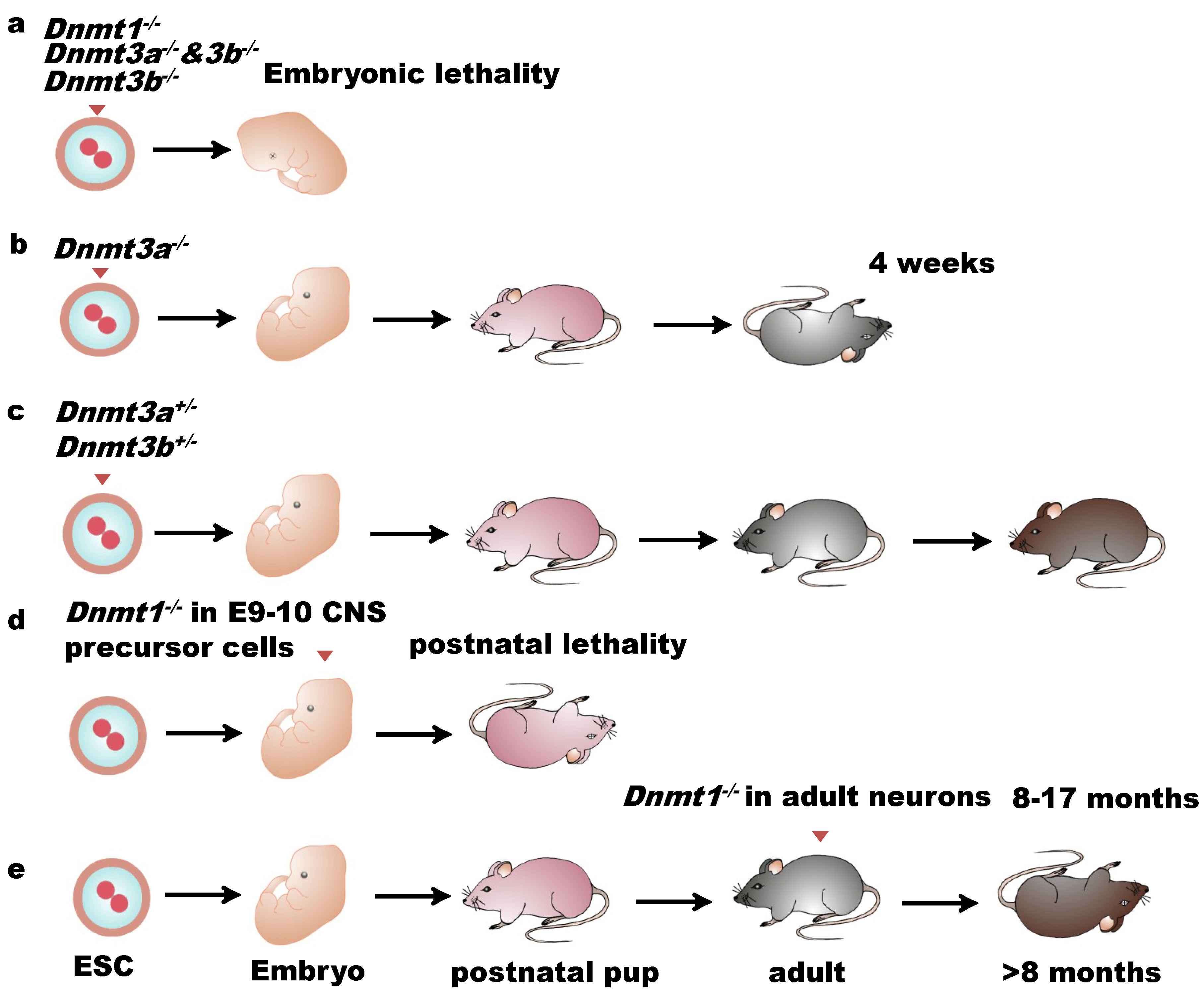 Ijms 19 01315 g002 Ijms 19 01315 g002