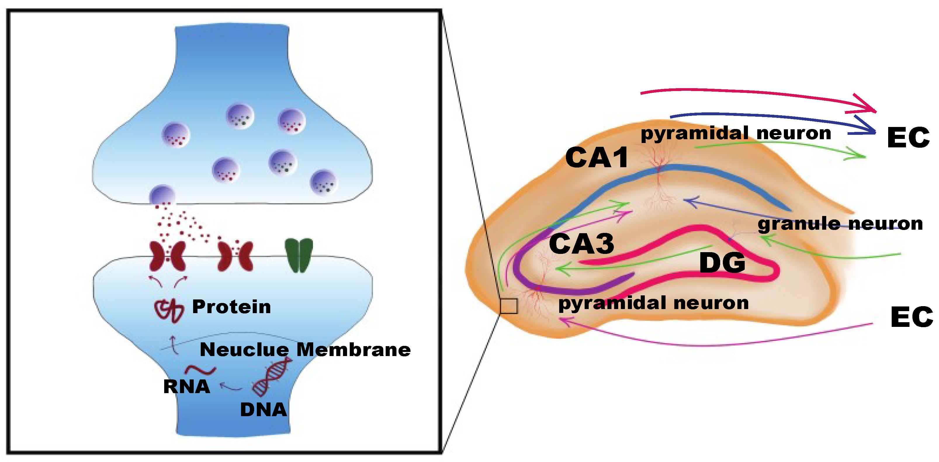 Ijms 19 01315 g003 Ijms 19 01315 g003