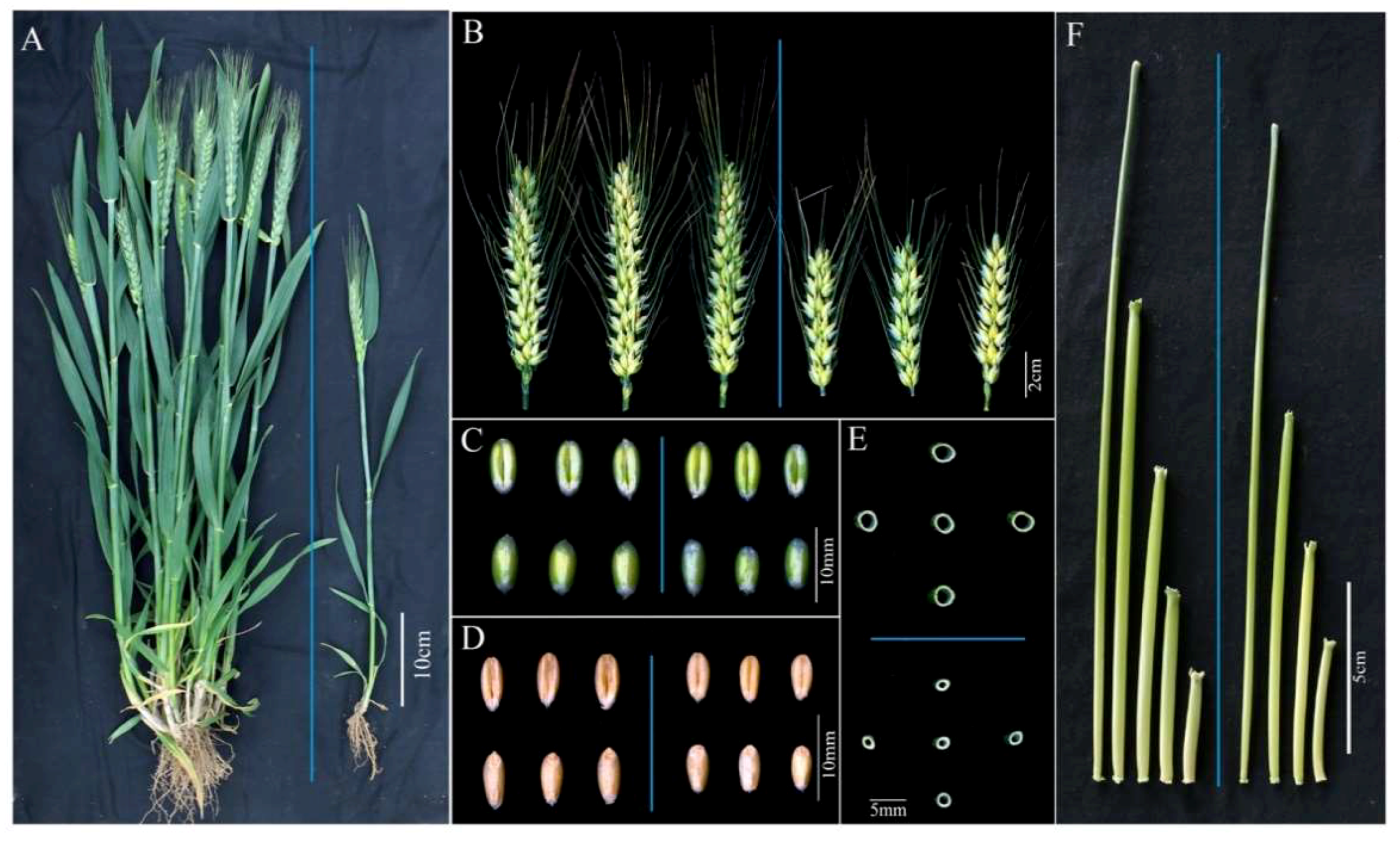 Phenotype of wild-type Supi 3 and mutant wh. (A) spikes, (B) leaf